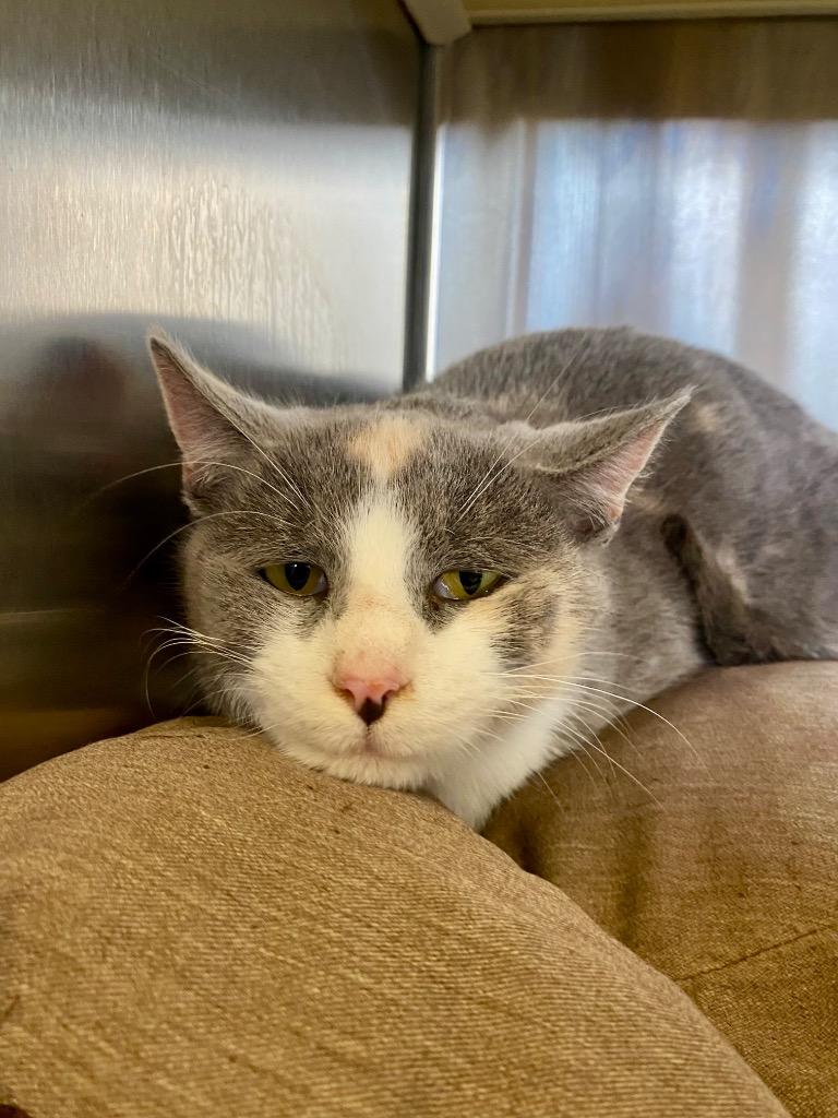 Enlarge Lucille, a Adoptable mixed breed in West Union, OH image 1/1