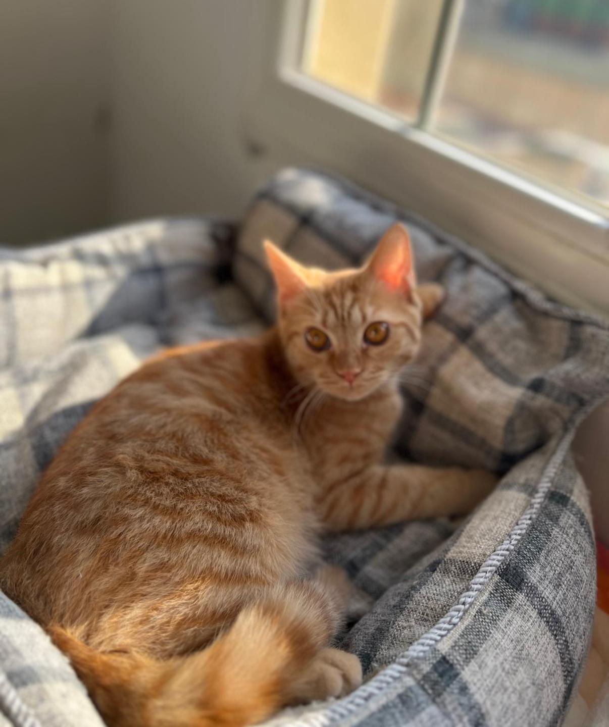 Ayman, Adoptable, Young Male Domestic Short Hair & British Shorthair.