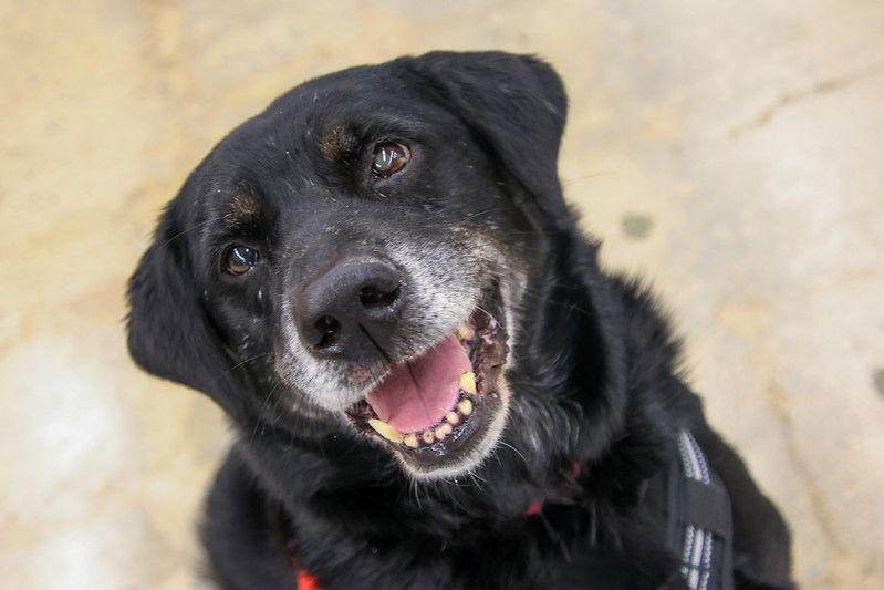 Ceelo Green **Home for the Holidays 1/2 price!, a Adoptable Retriever in Alpharetta, GA image 1/4