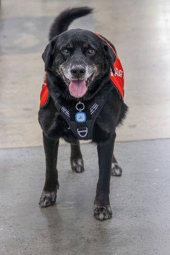 Ceelo Green **Home for the Holidays 1/2 price!, Adoptable, Senior Male Retriever.