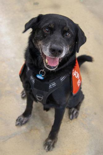 Ceelo Green **Home for the Holidays 1/2 price!, a Adoptable Retriever in Alpharetta, GA image 2/4