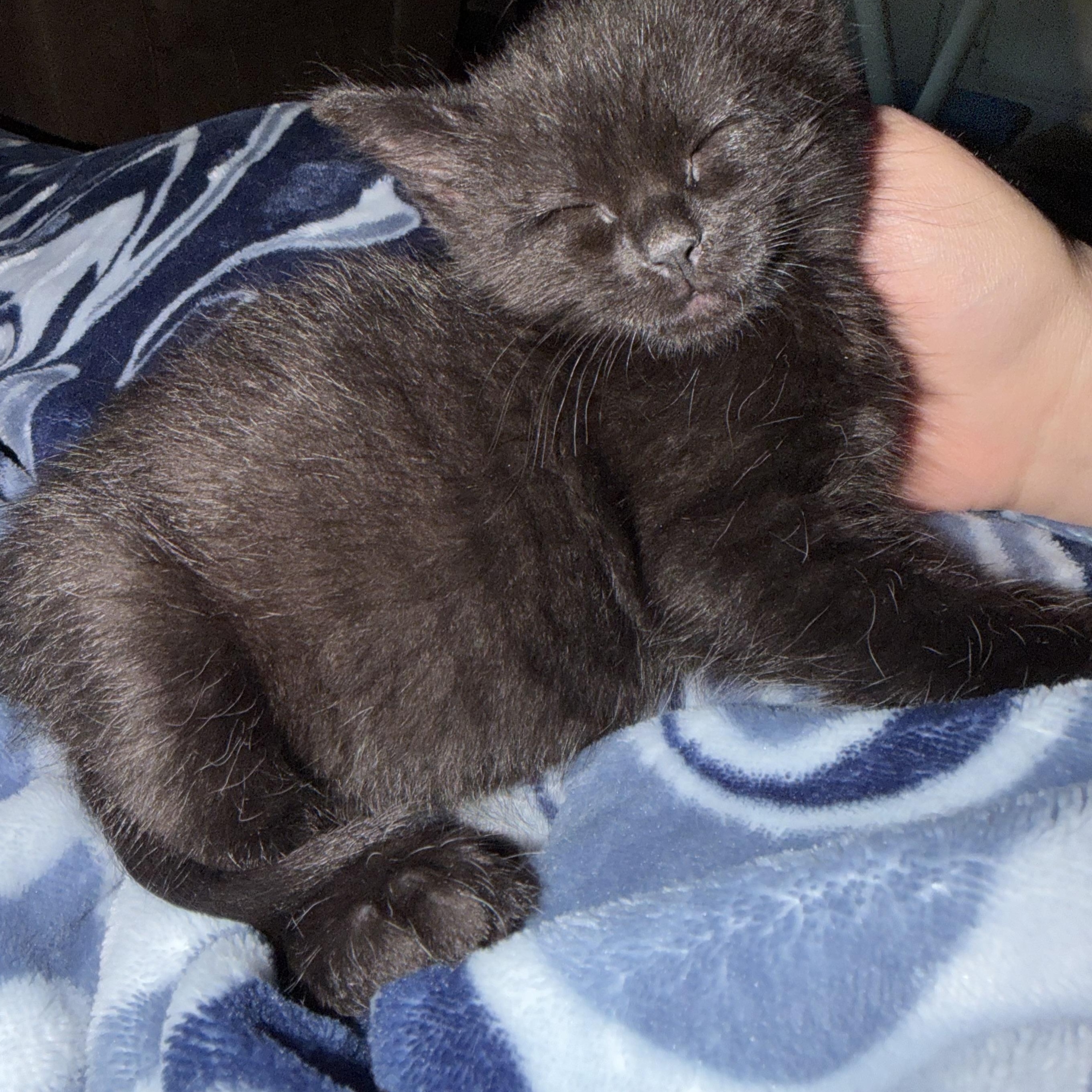 Enlarge Neo, a ADOPTABLE Domestic Short Hair in Lumberton, NC image 3/6
