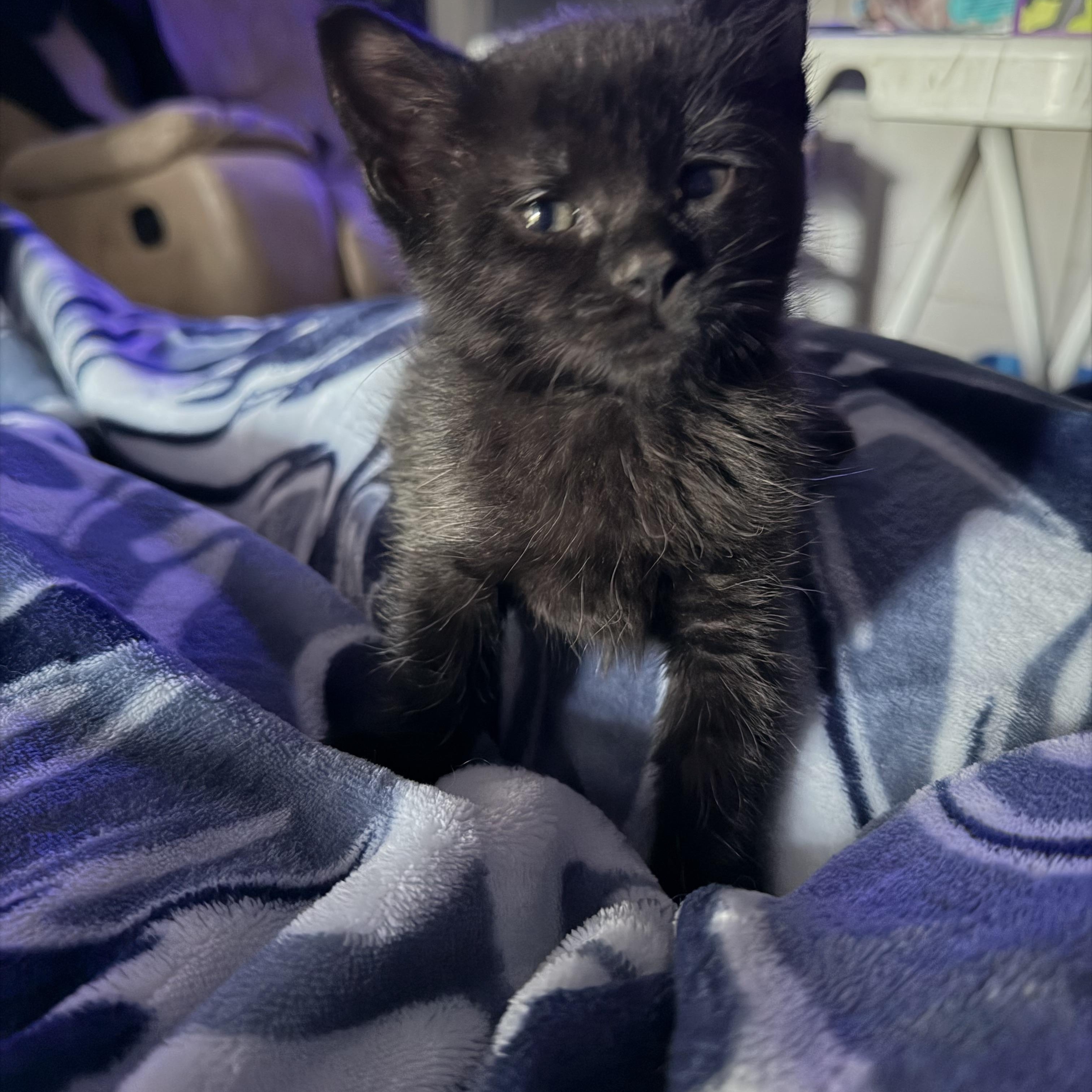 Enlarge Neo, a ADOPTABLE Domestic Short Hair in Lumberton, NC image 4/6