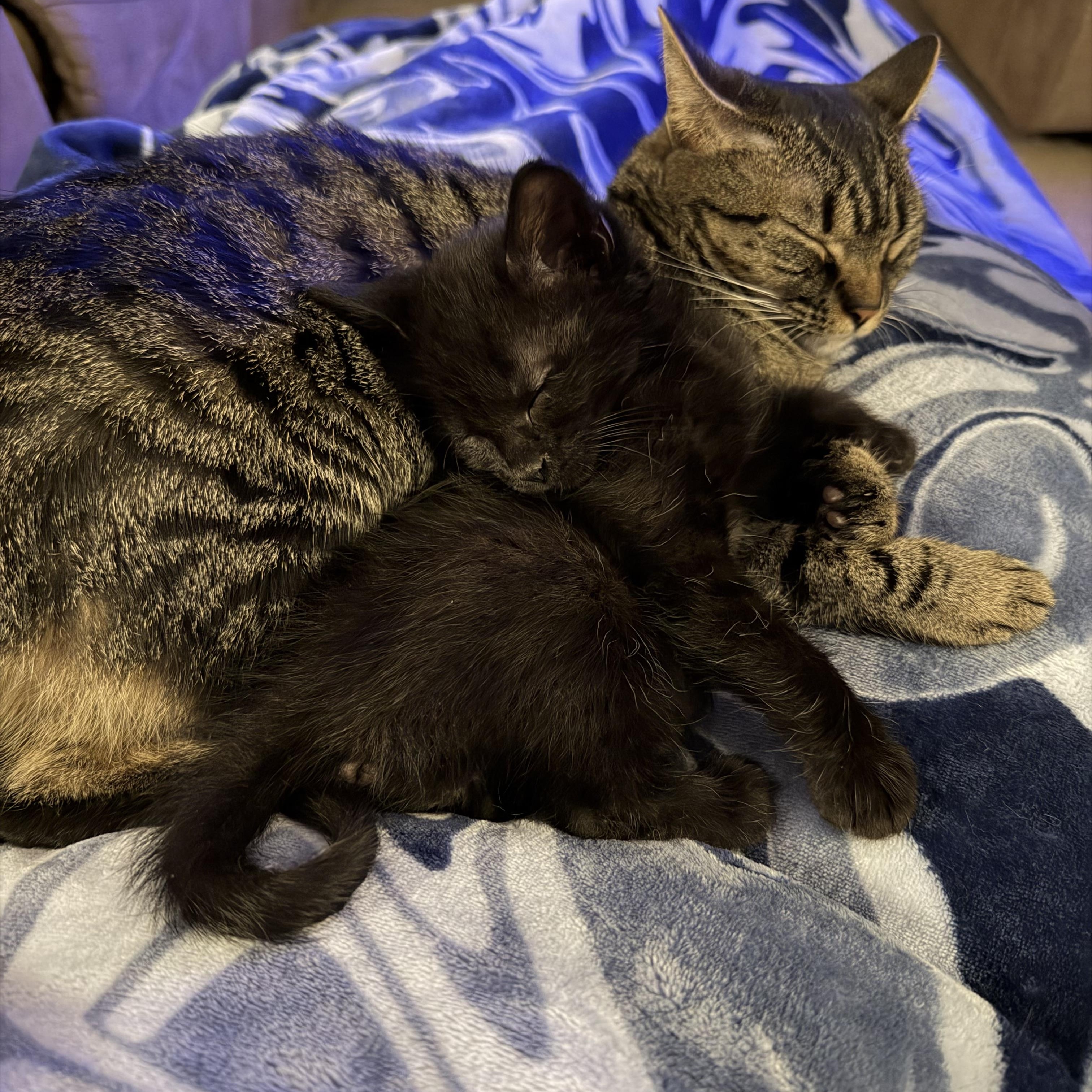 Enlarge Neo, a ADOPTABLE Domestic Short Hair in Lumberton, NC image 6/6