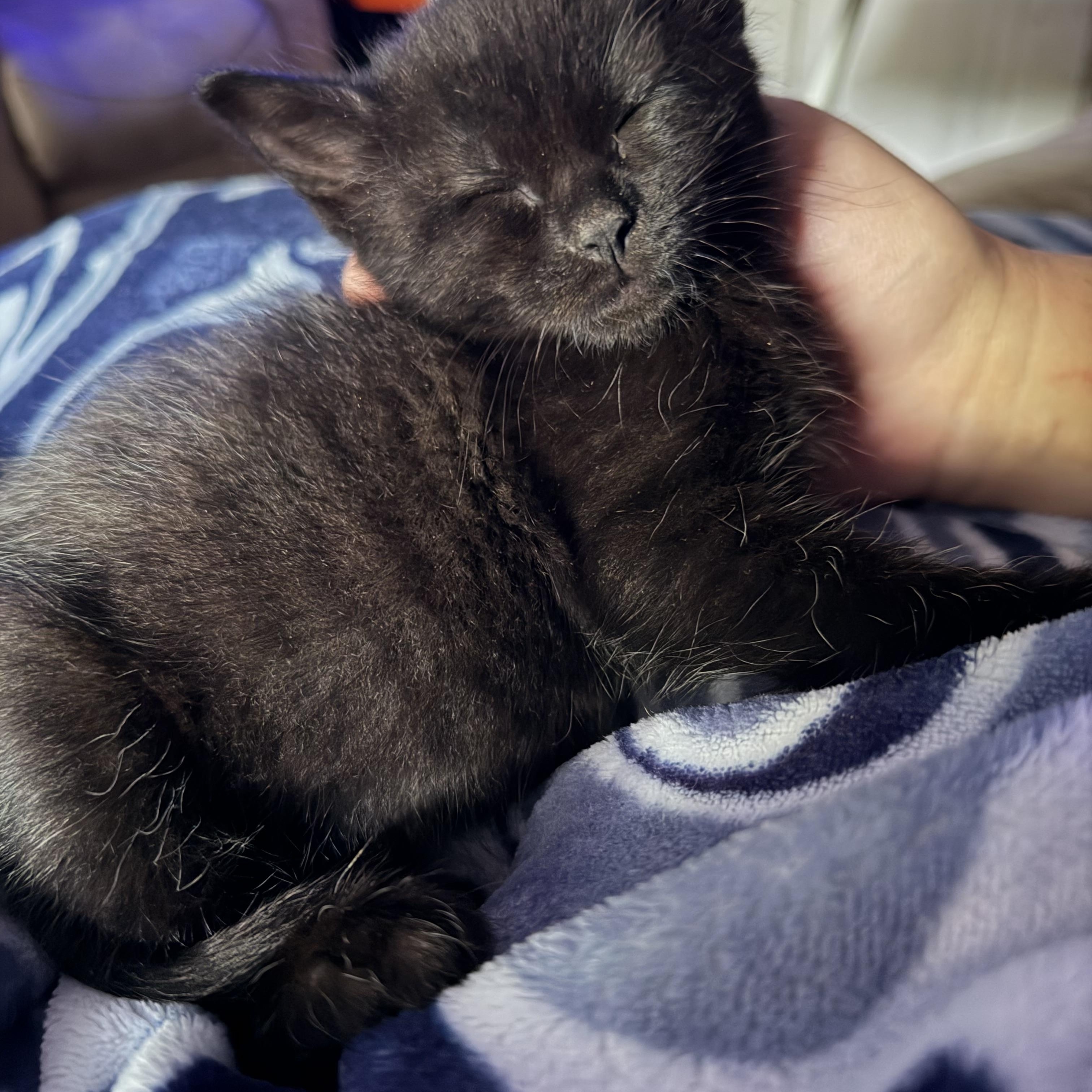 Enlarge Neo, a ADOPTABLE Domestic Short Hair in Lumberton, NC image 5/6