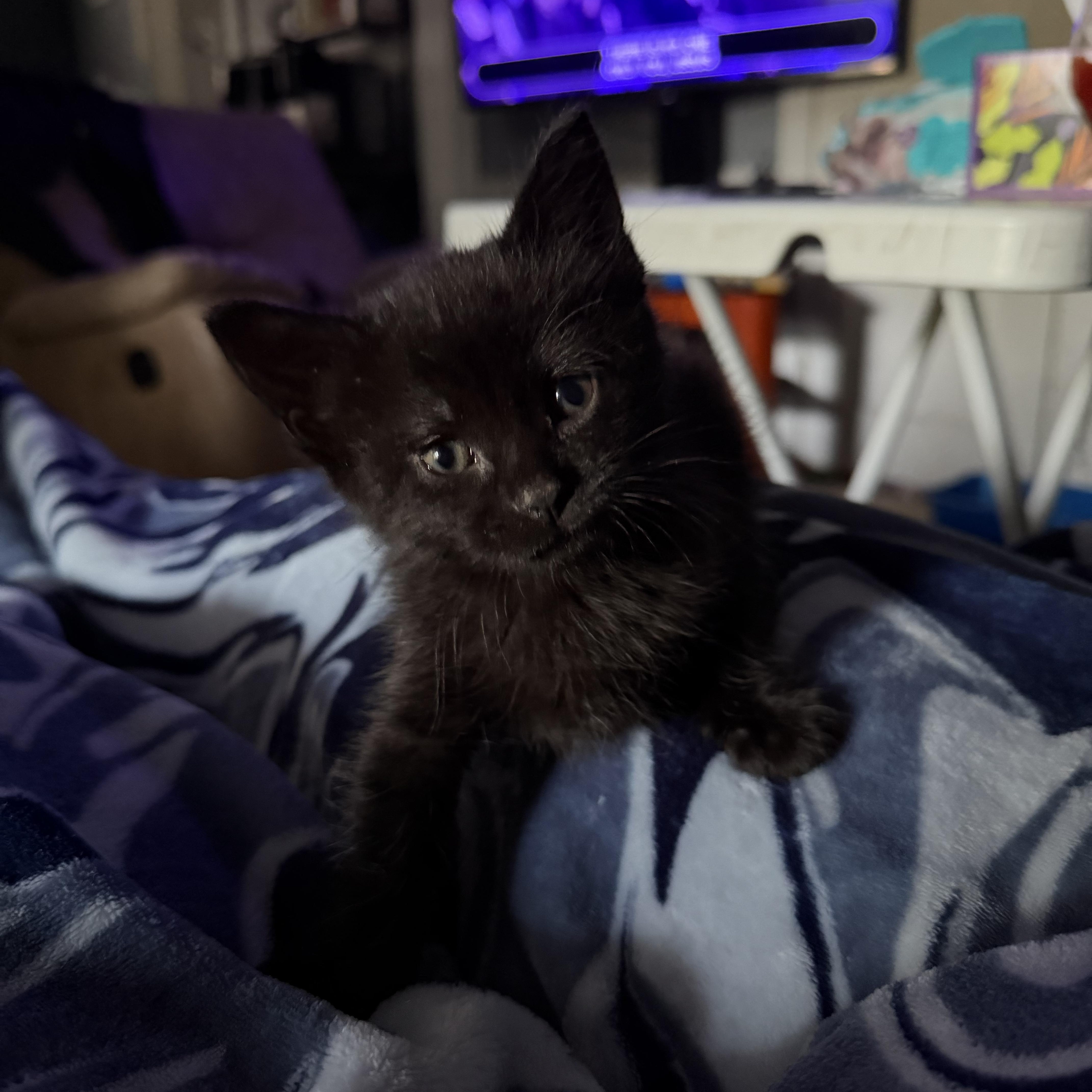 Enlarge Neo, a ADOPTABLE Domestic Short Hair in Lumberton, NC image 1/6