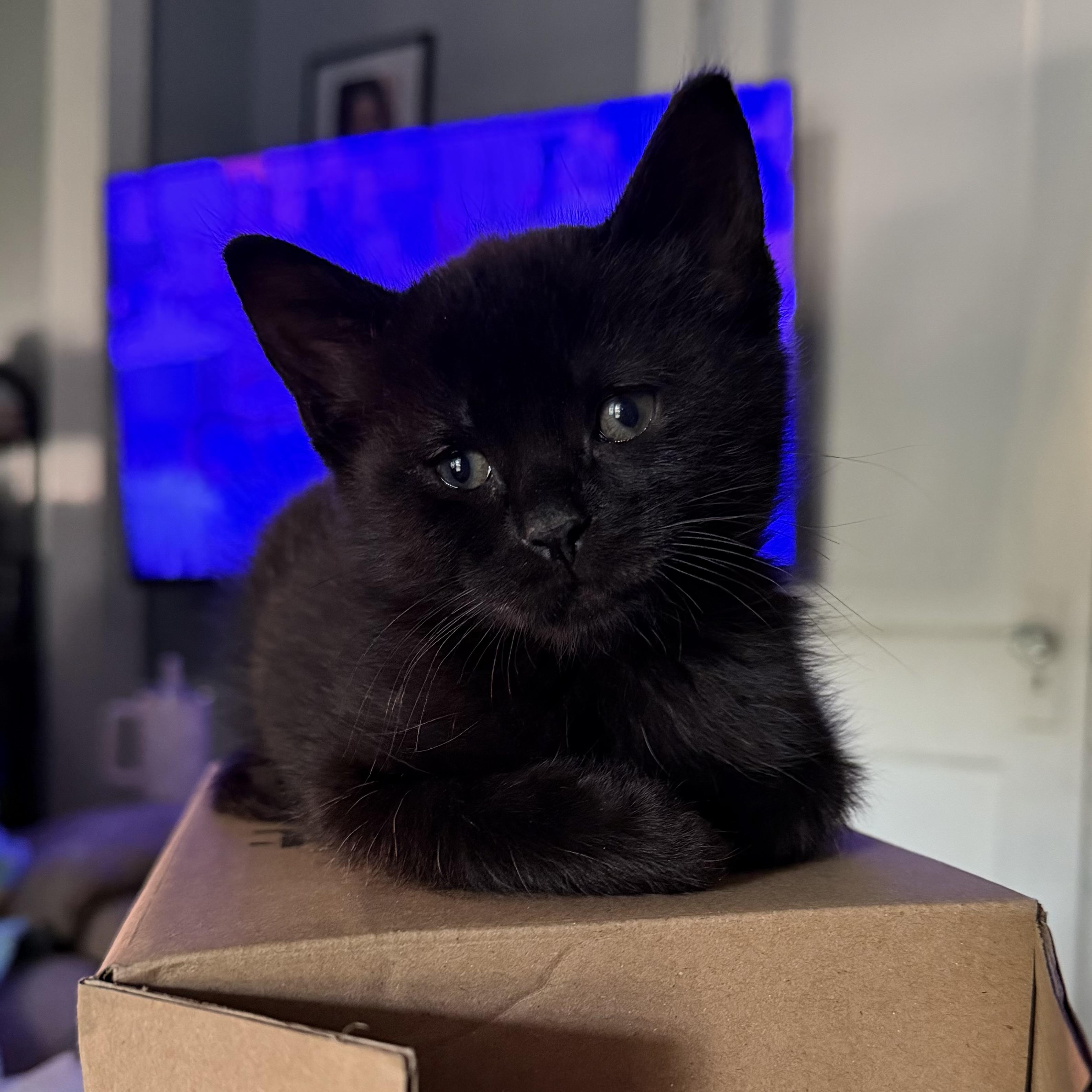Neo, adopted, Kitten Male Domestic Short Hair.