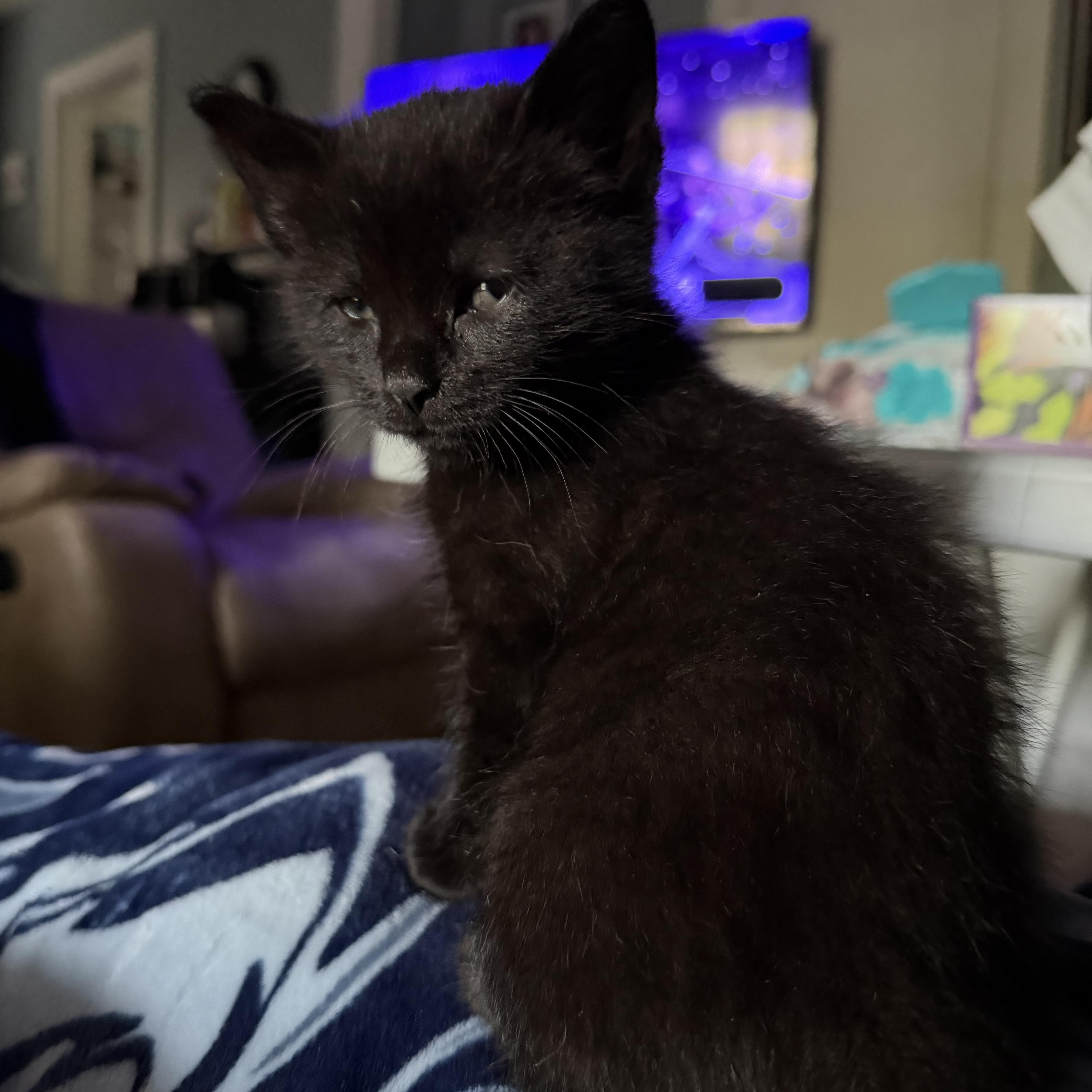 Enlarge Neo, a ADOPTABLE Domestic Short Hair in Lumberton, NC image 2/6