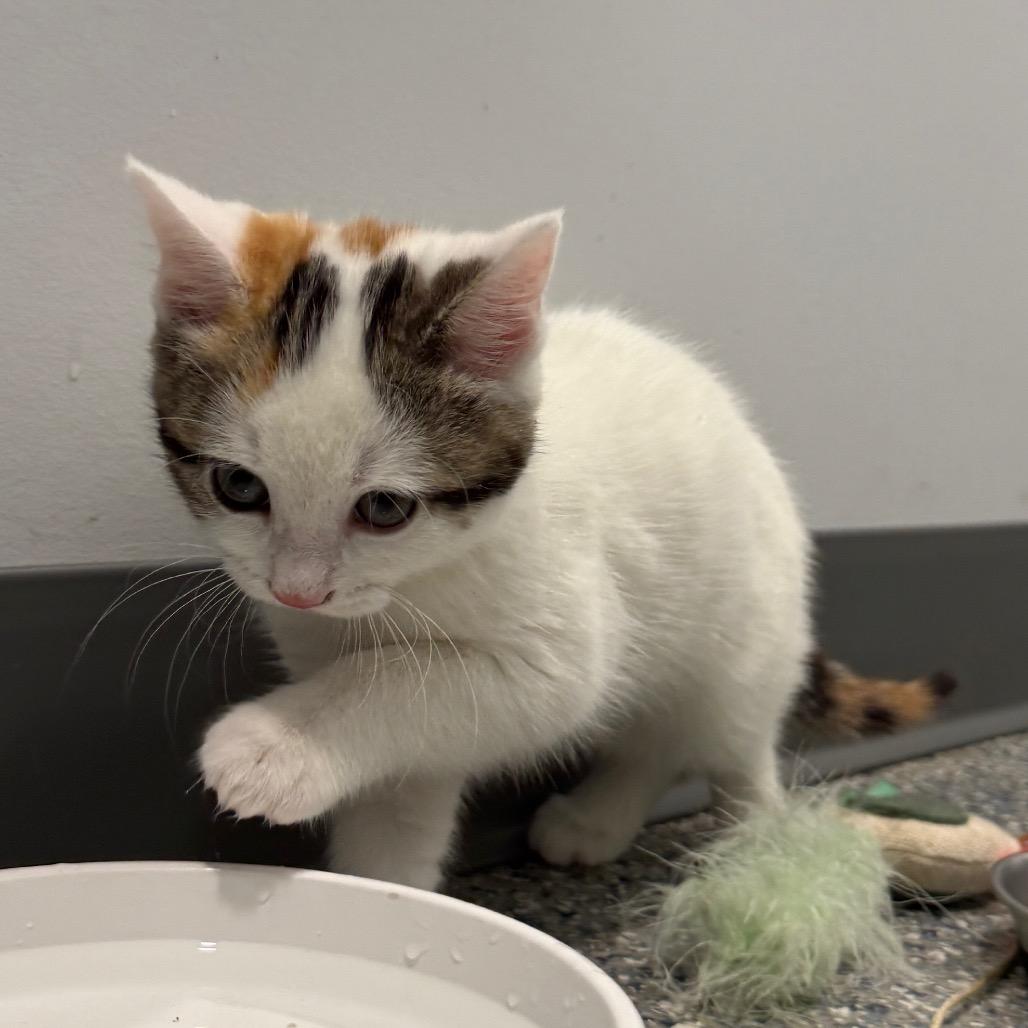 Arabelle, adopted, Kitten Female American Shorthair.