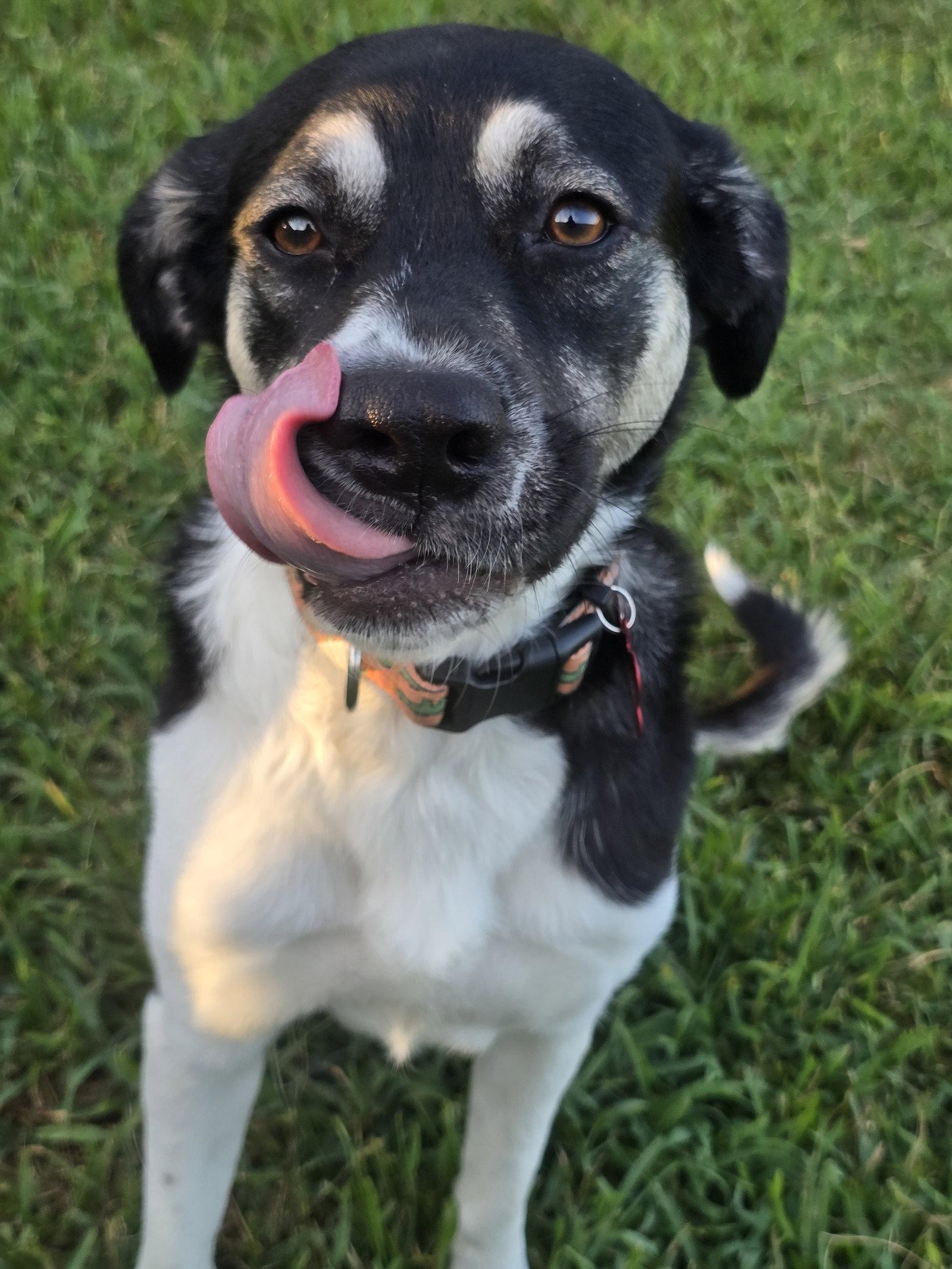 Holly Mae, Adoptable, Adult Female Anatolian Shepherd.