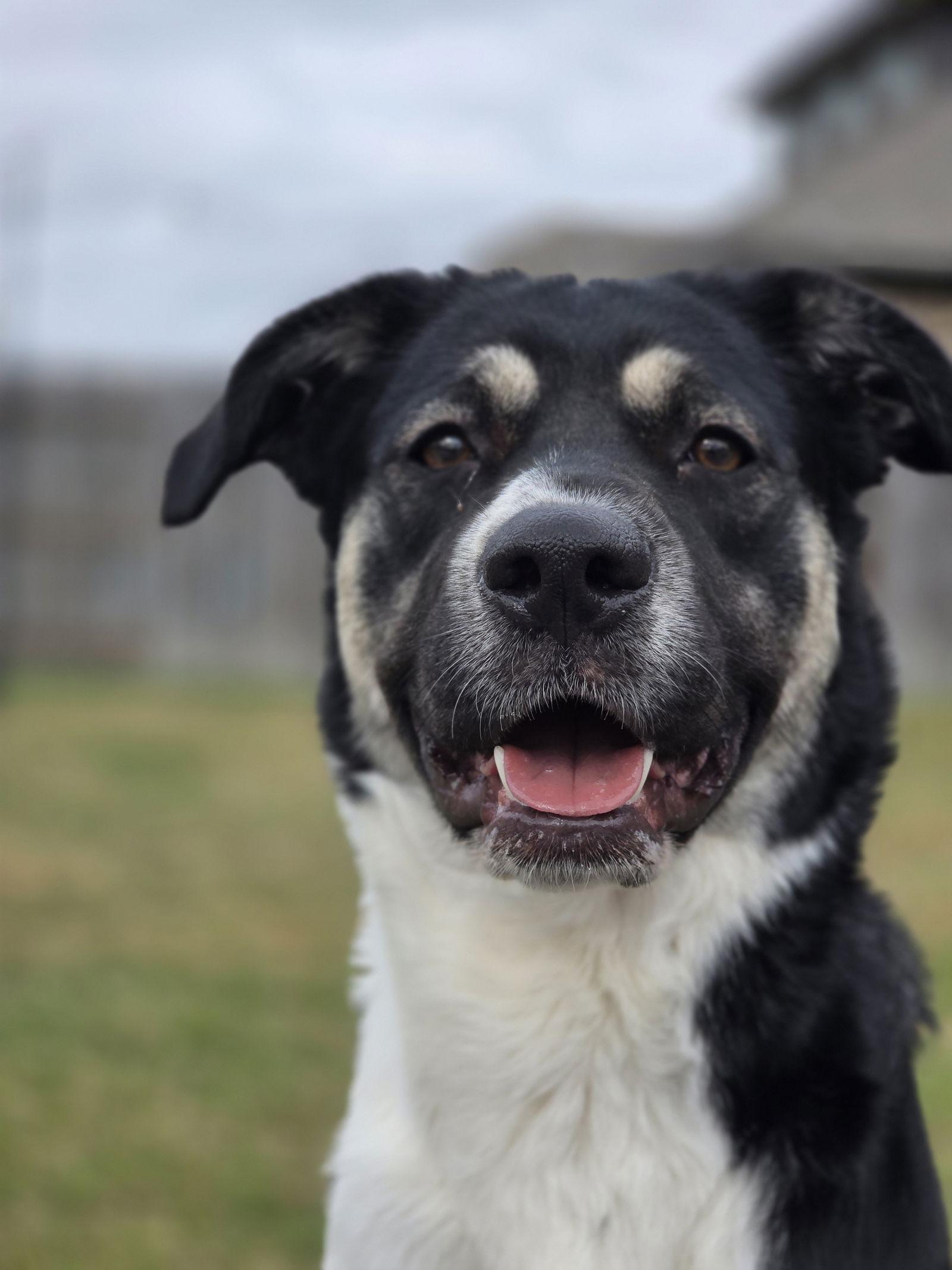 Holly Mae, Adoptable, Adult Female Anatolian Shepherd.