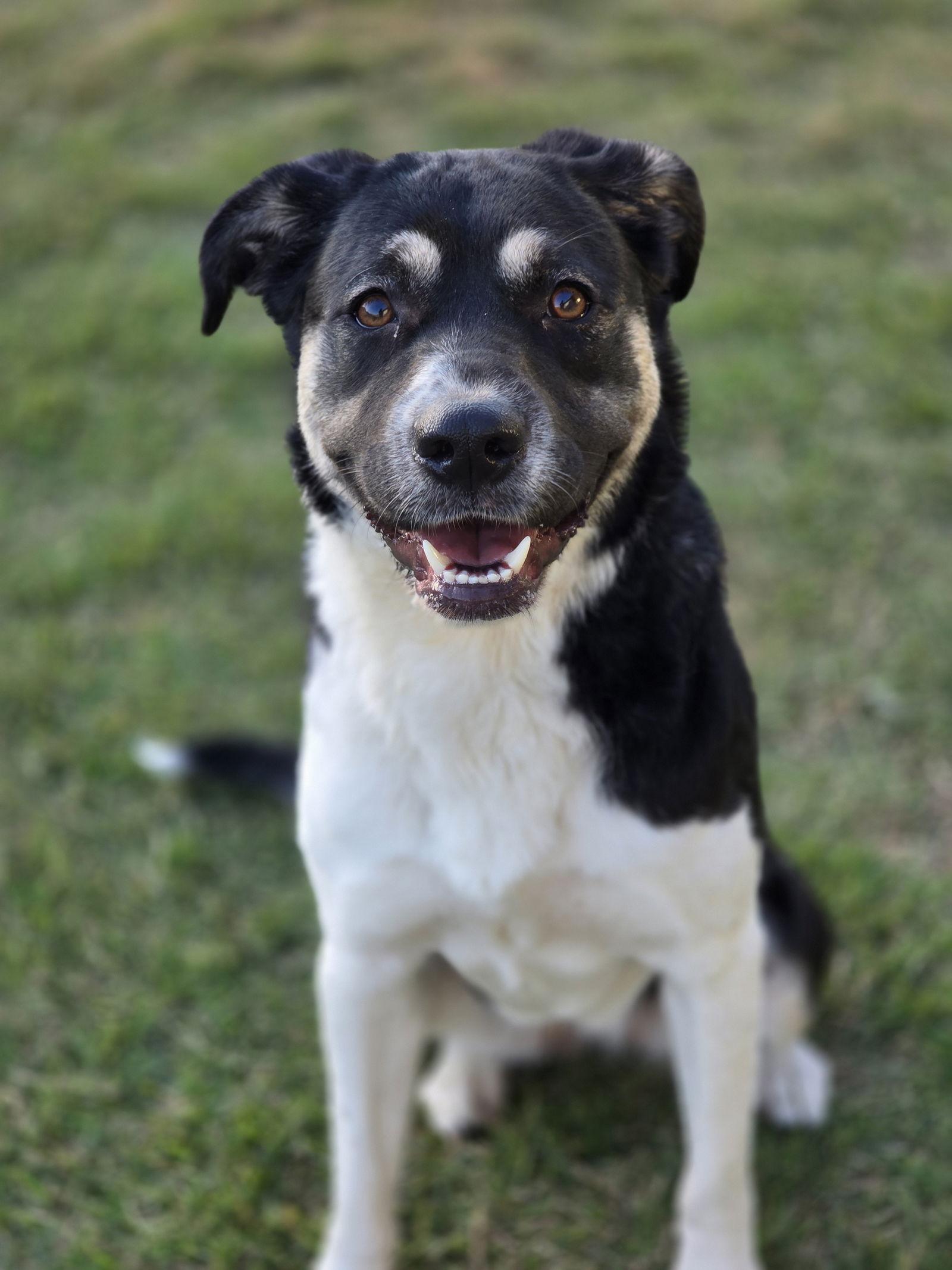 Enlarge Holly Mae, a Adoptable Anatolian Shepherd in The Woodlands, TX image 2/3