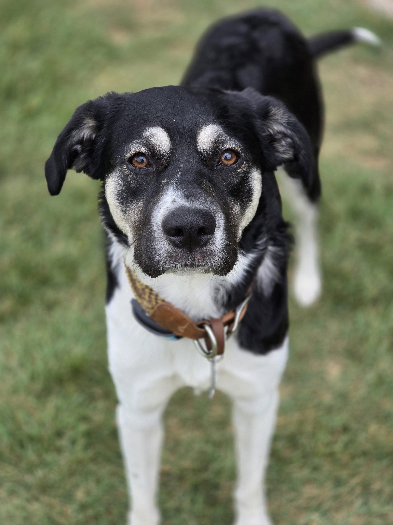 Enlarge Holly Mae, a Adoptable Anatolian Shepherd in The Woodlands, TX image 1/3