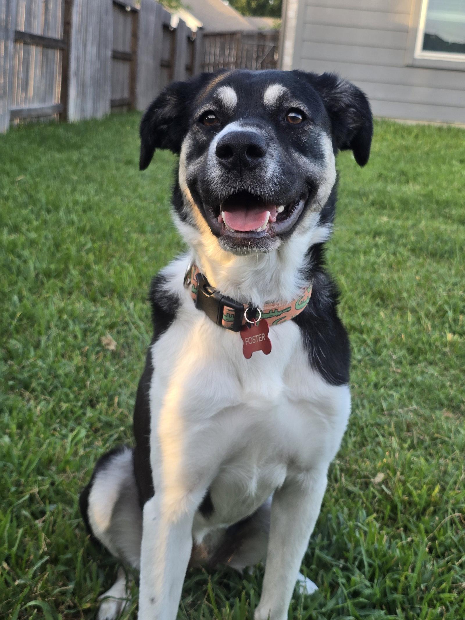 Enlarge Holly Mae, a Adoptable Anatolian Shepherd in The Woodlands, TX image 2/3