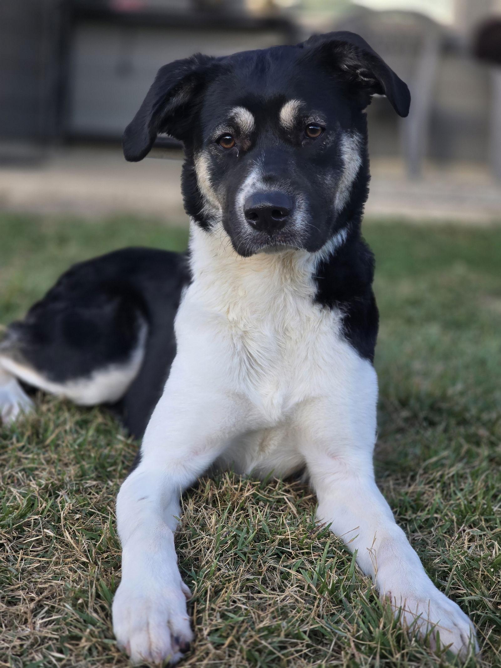 Enlarge Holly Mae, a Adoptable Anatolian Shepherd in The Woodlands, TX image 3/3