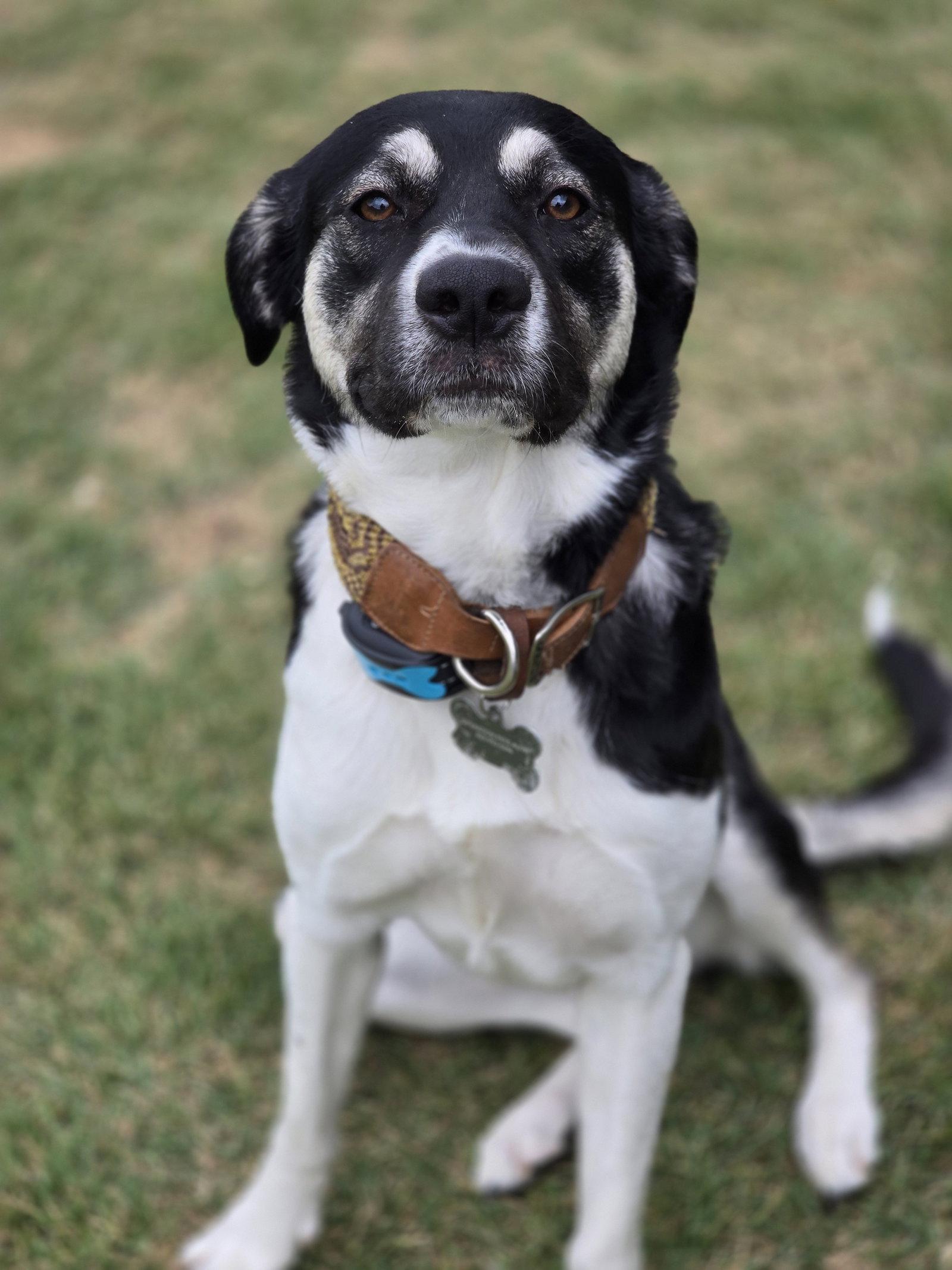 Enlarge Holly Mae, a Adoptable Anatolian Shepherd in The Woodlands, TX image 3/3