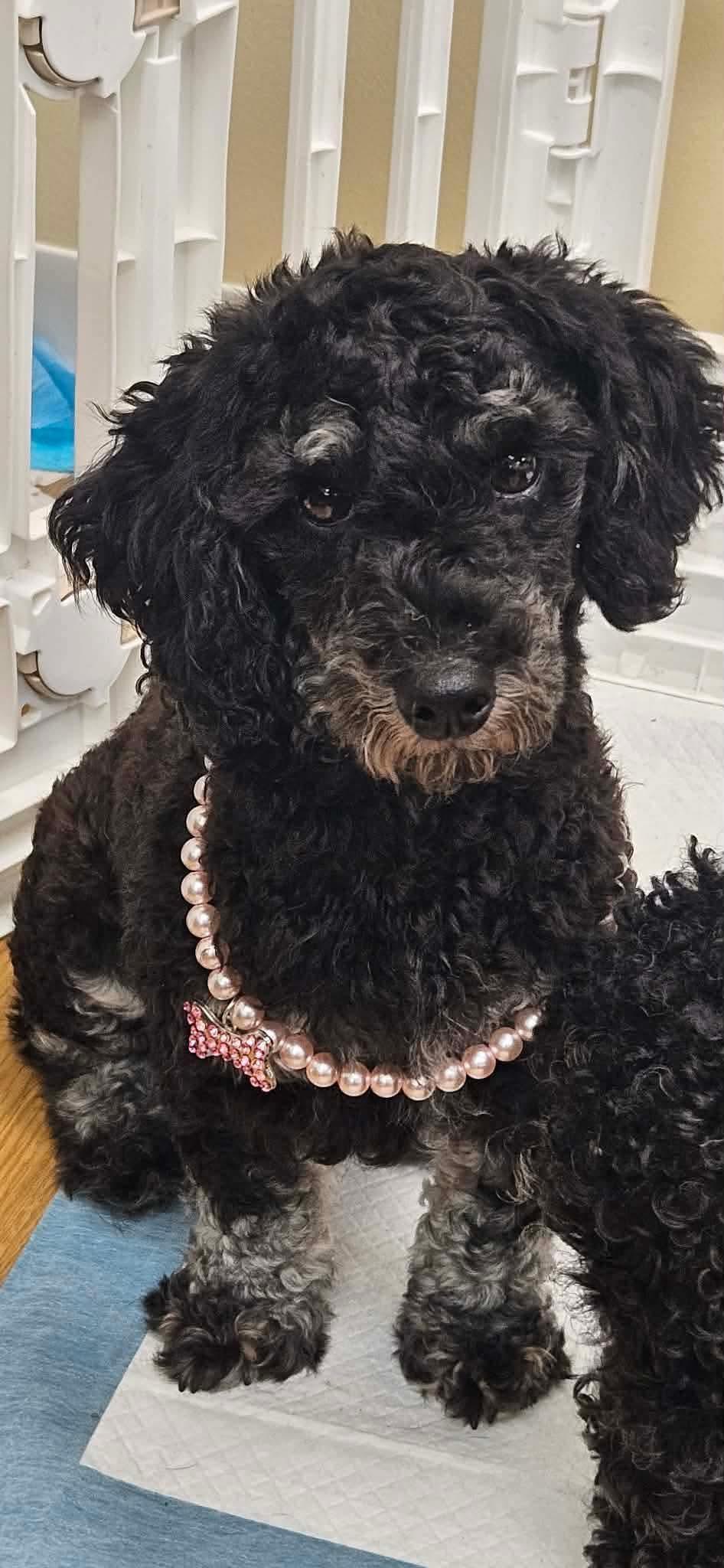 Moxie, Adoptable, Adult Female Miniature Schnauzer.