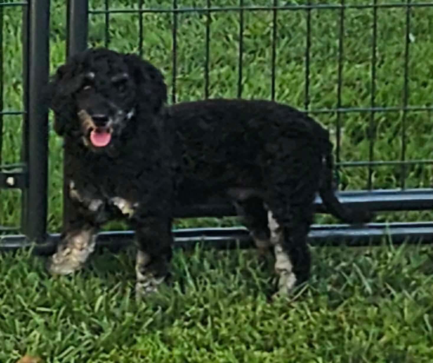 Moxie, a Adoptable mixed breed in Richmond, KY image 2/5