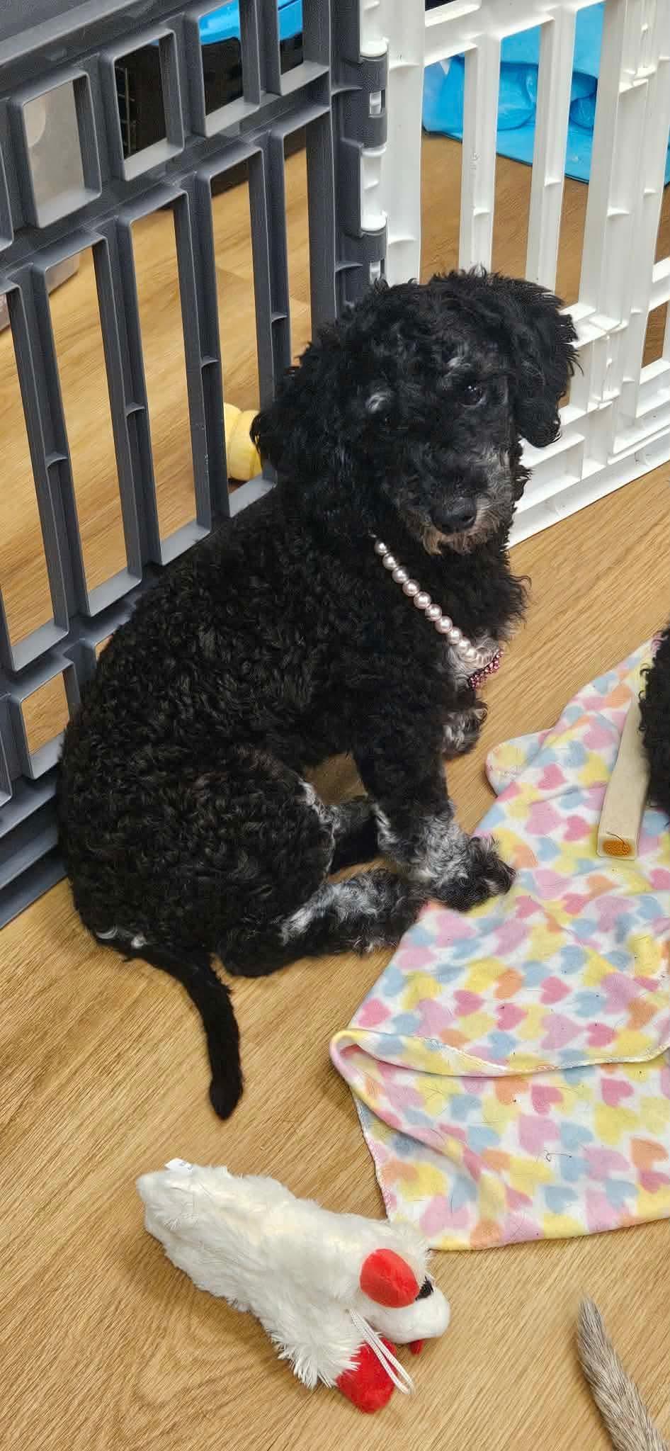 Moxie, a Adoptable mixed breed in Richmond, KY image 4/5