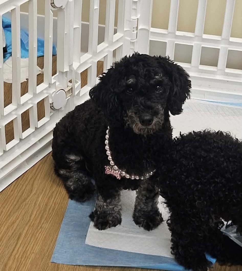 Moxie, a Adoptable mixed breed in Richmond, KY image 5/5