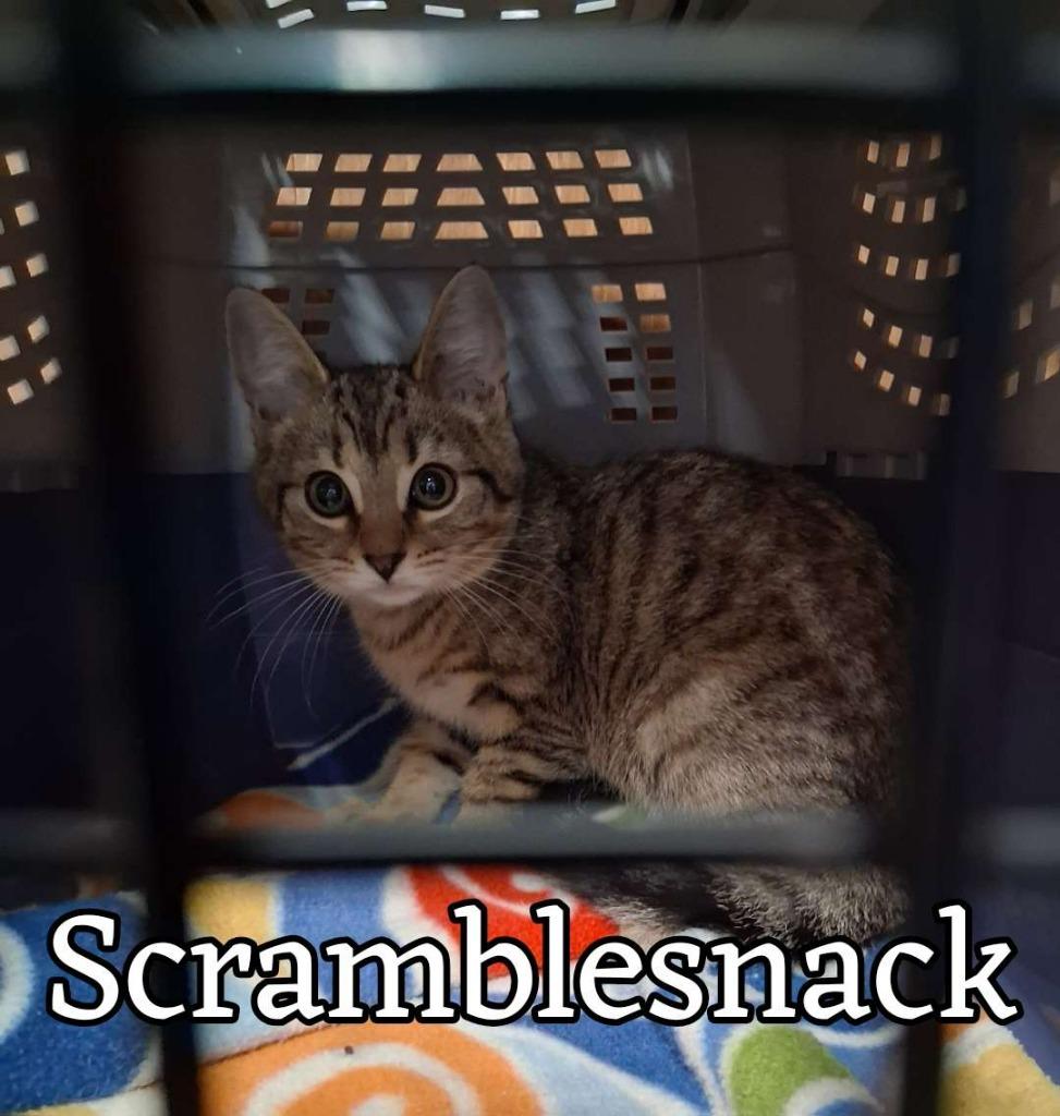 Enlarge Scramblesnack, a Adoptable Domestic Short Hair in Hillsboro, OH image 1/1