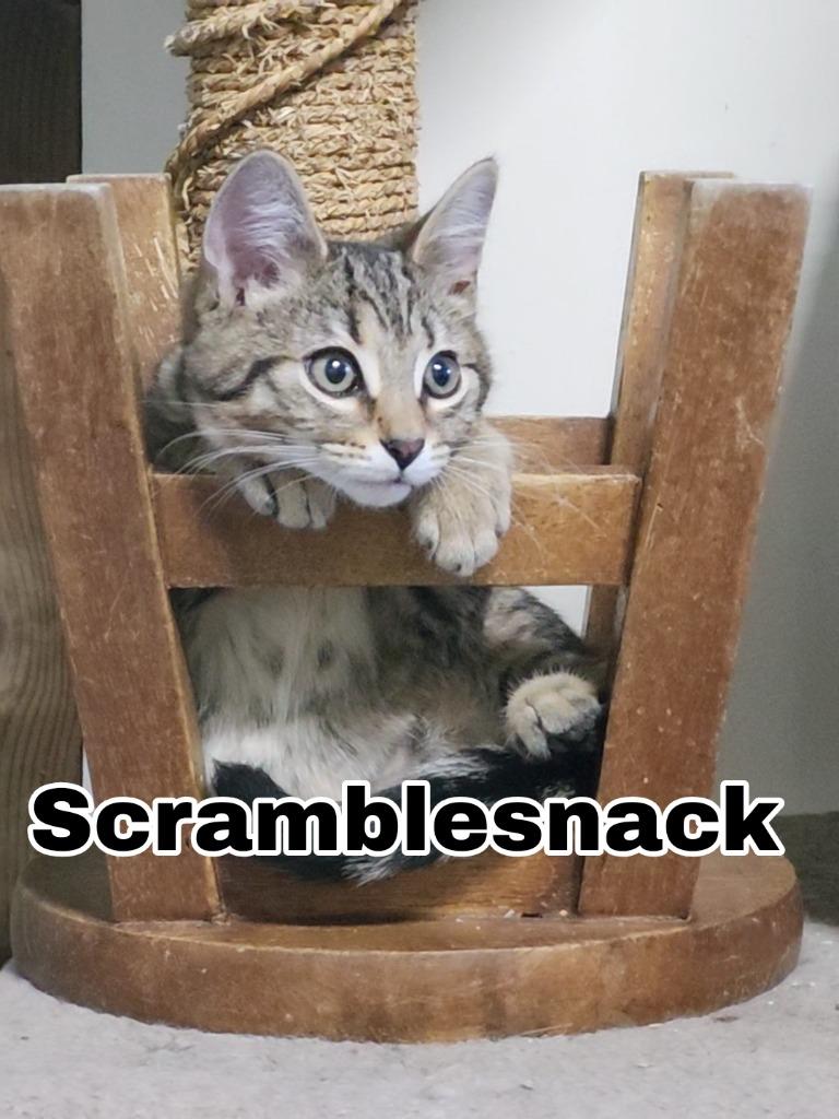 Scramblesnack, a Adoptable Domestic Short Hair in Hillsboro, OH image 1/3