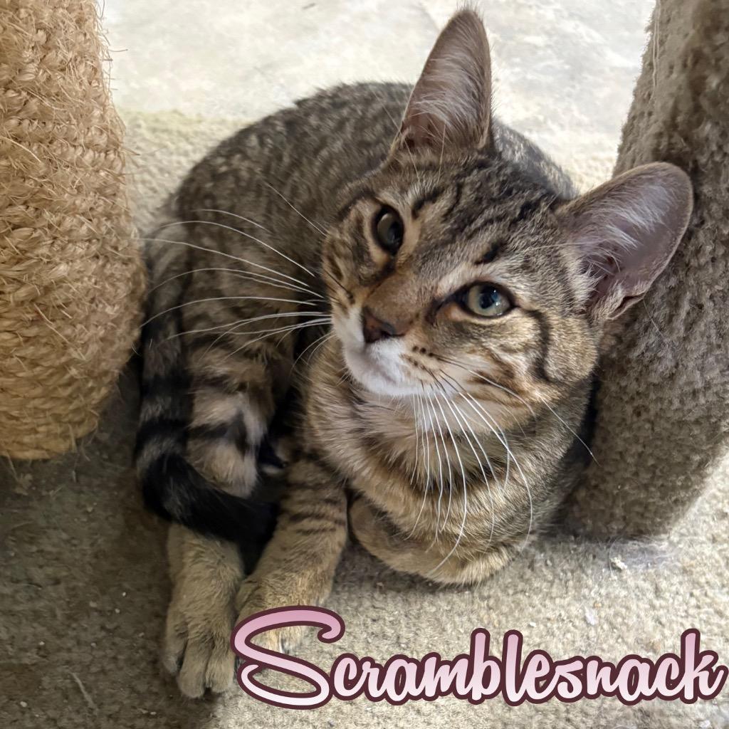 Scramblesnack, a Adoptable Domestic Short Hair in Hillsboro, OH image 2/3