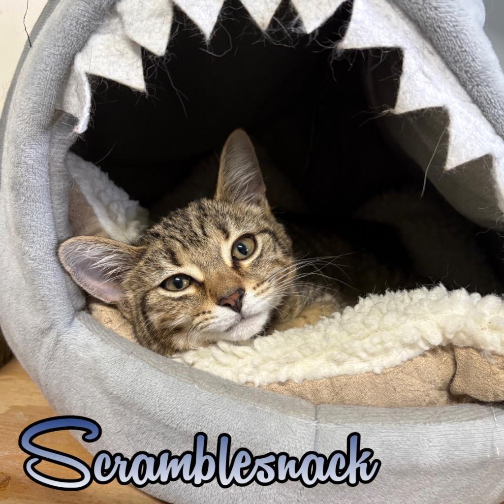 Scramblesnack, a Adoptable Domestic Short Hair in Hillsboro, OH image 3/3