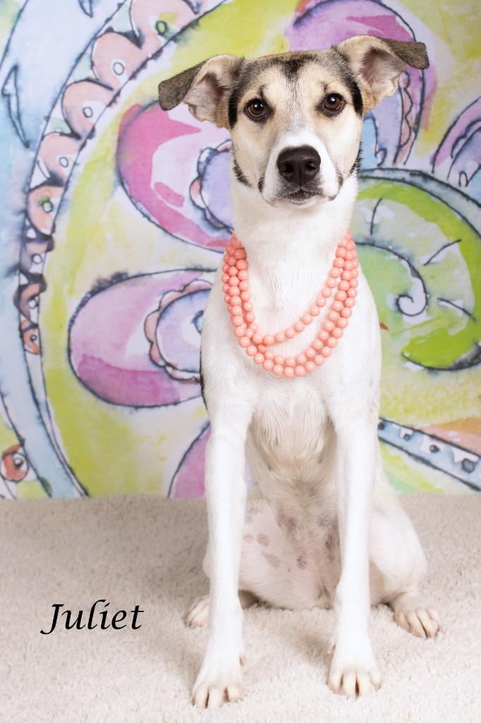 Juliet, Adoptable, Young Female Shepherd & German Shepherd Dog.