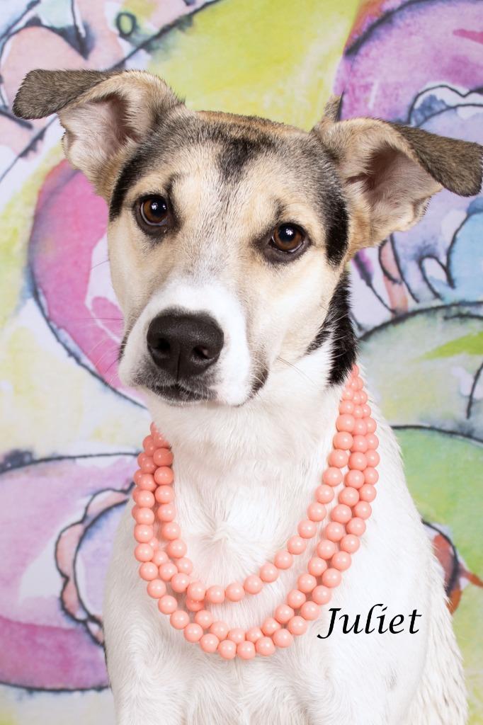 Enlarge Juliet, a Adoptable mixed breed in Gilbert, AZ image 2/2
