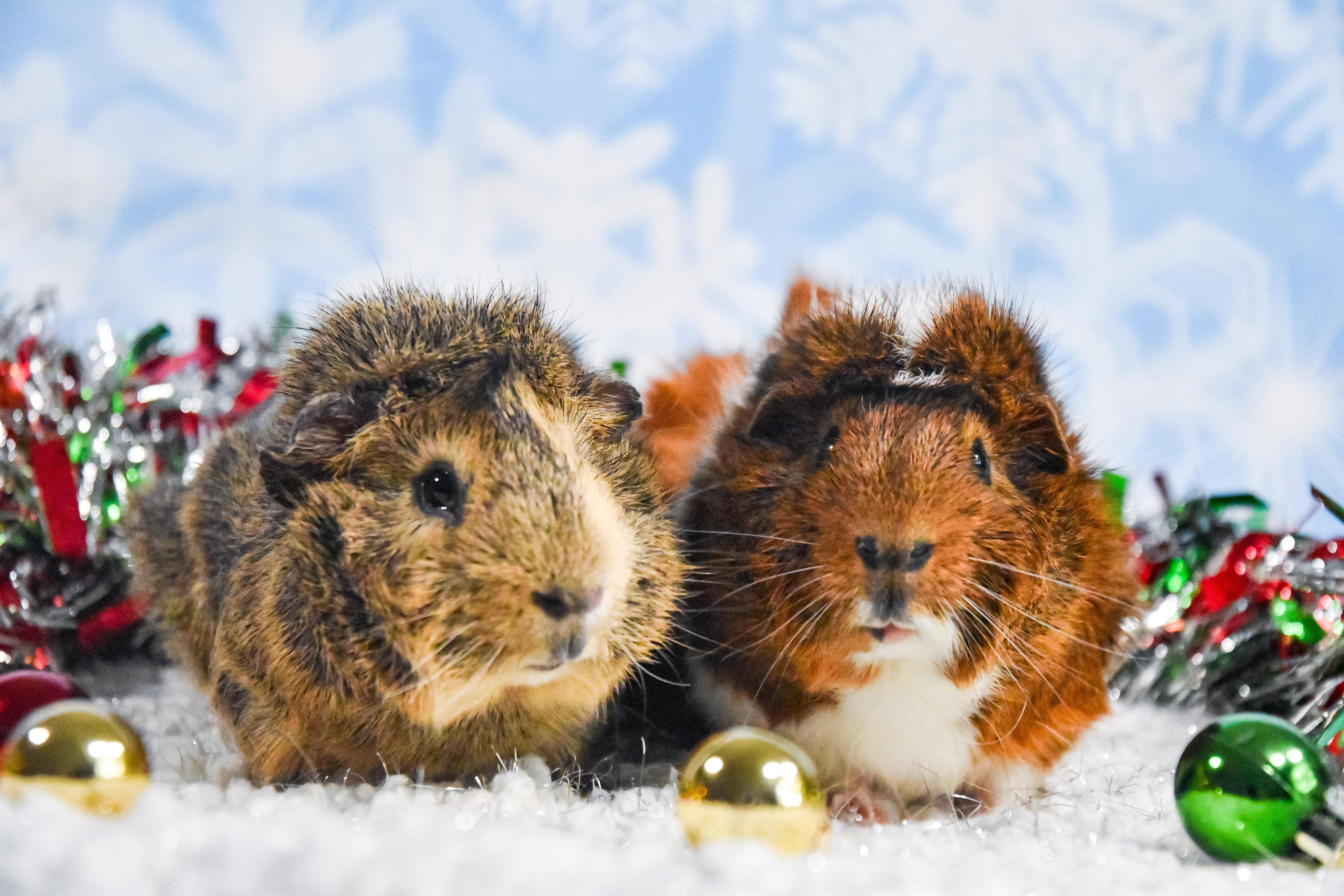 Enlarge GG and Brownie, an adopted Abyssinian in Walnut Grove, CA image 1/1