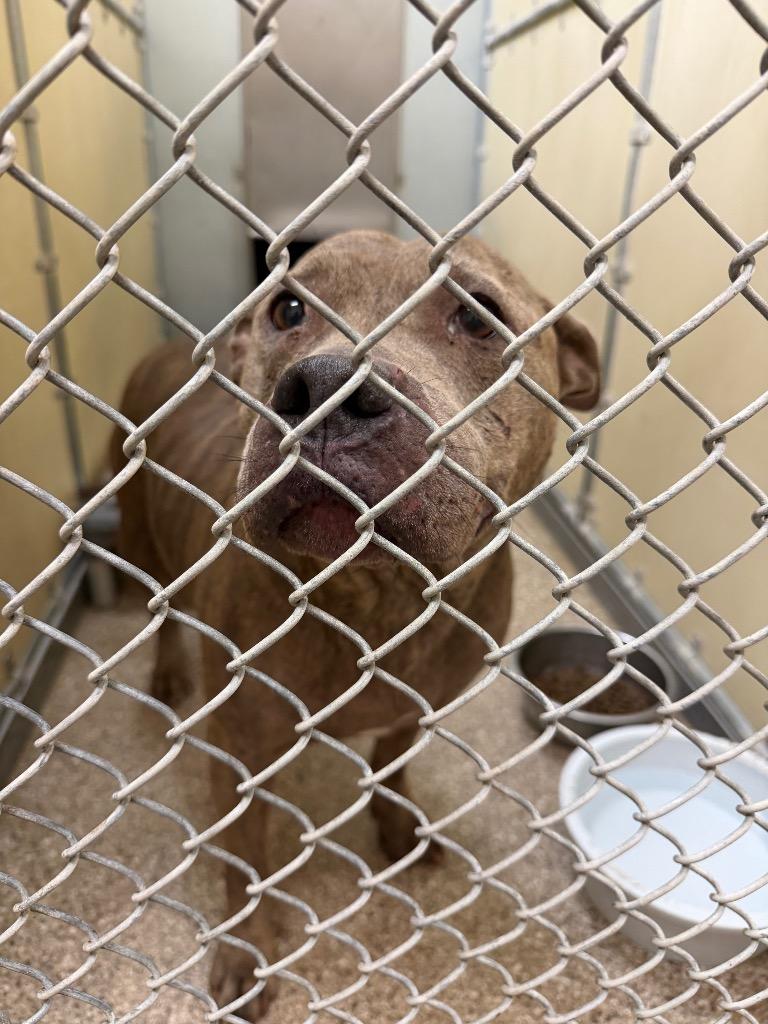 Skye, Adoptable, Adult Female Pit Bull Terrier.