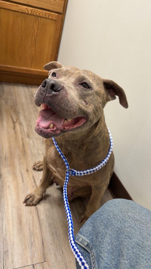 Skye, a Adoptable Pit Bull Terrier in Great Bend, KS image 2/2