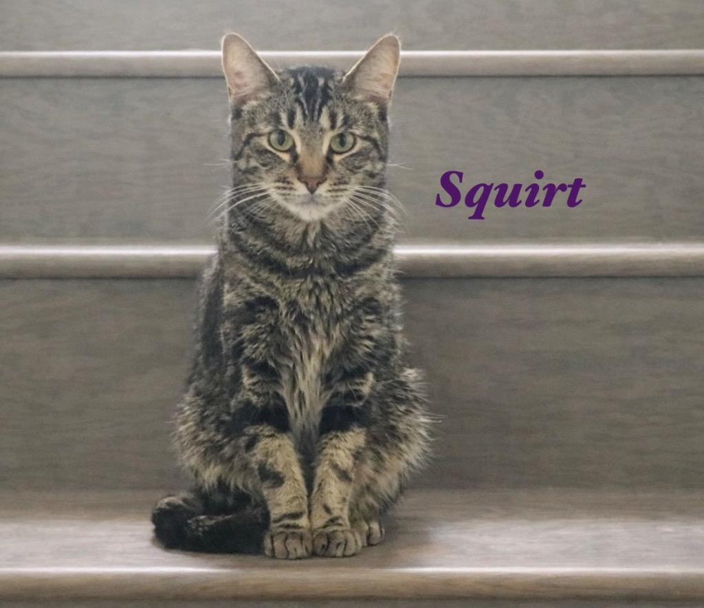 Enlarge Squirt, a Adoptable mixed breed in Spring, TX image 1/1