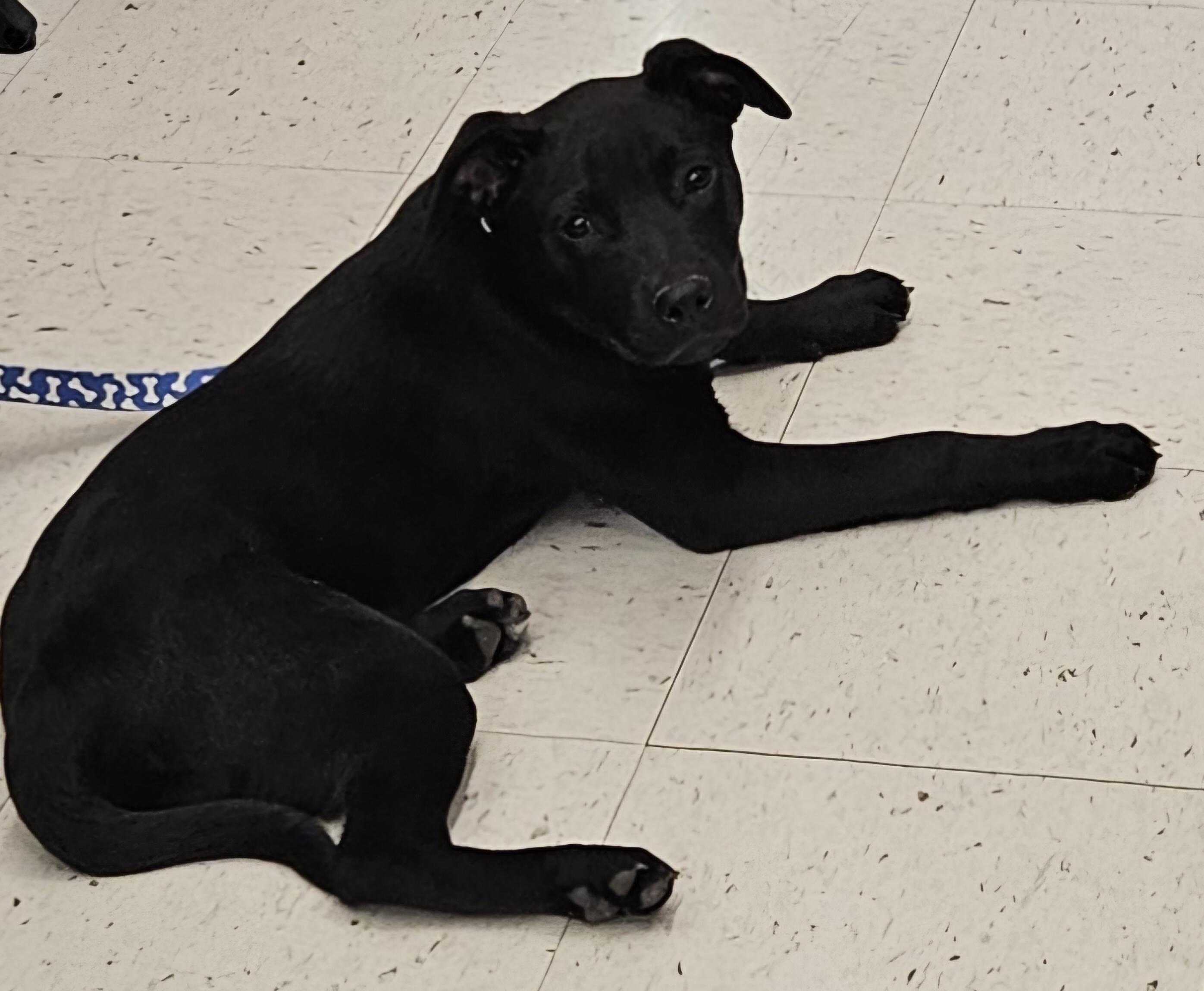 Riot, ADOPTABLE, Young Male Black Labrador Retriever & Hound.