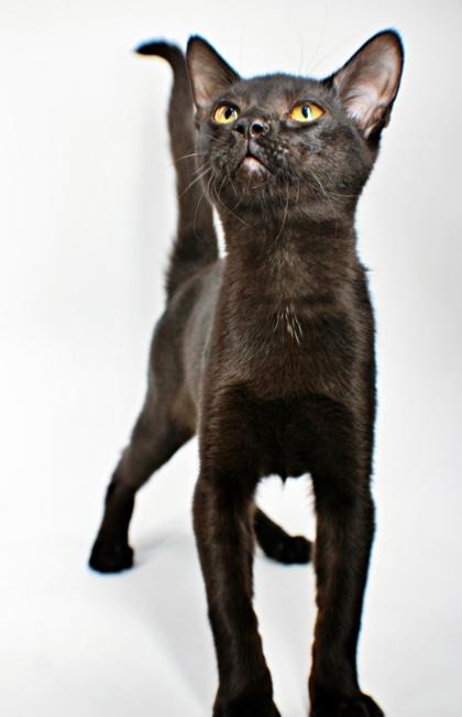 Biscuit, Adoptable, Kitten Female Somali & Domestic Short Hair.