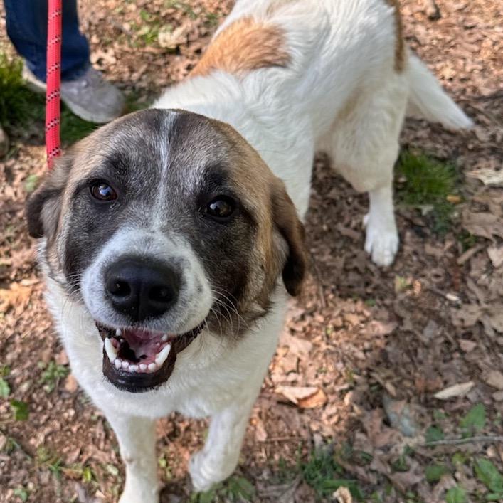 Ginny, Adoptable, Adult Female Great Pyrenees.