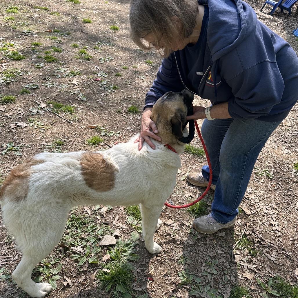 Enlarge Ginny, a Adoptable Great Pyrenees in West Chester, PA image 2/6