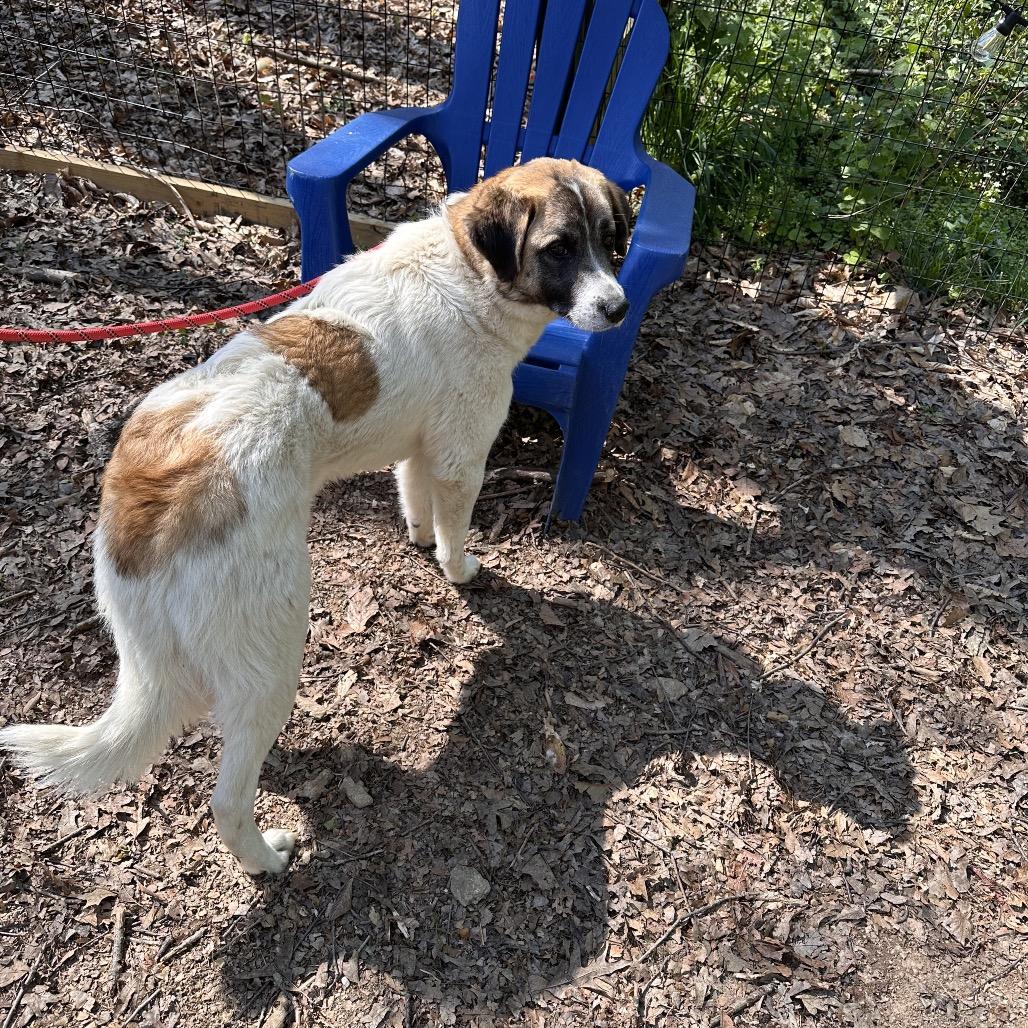Enlarge Ginny, a Adoptable Great Pyrenees in West Chester, PA image 3/6