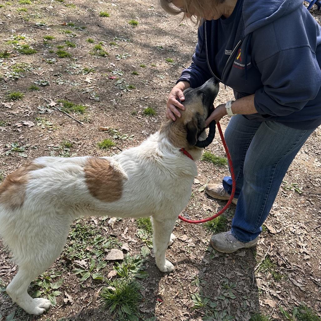 Enlarge Ginny, a Adoptable Great Pyrenees in West Chester, PA image 5/6