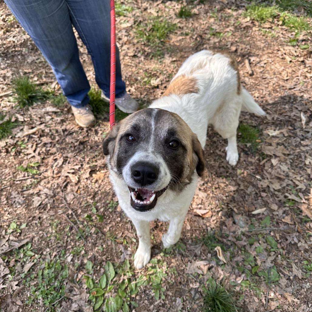 Enlarge Ginny, a Adoptable Great Pyrenees in West Chester, PA image 6/6