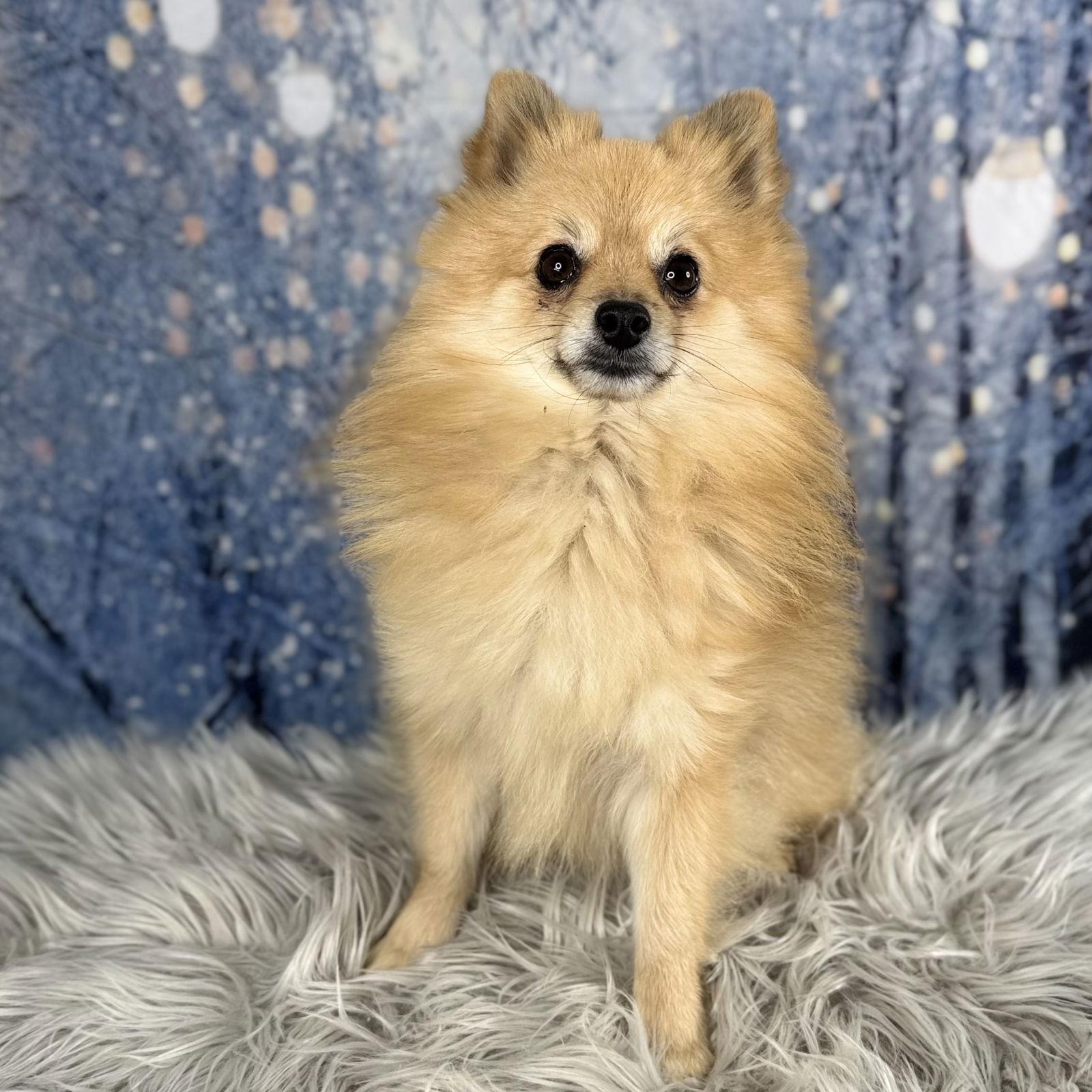 Jingle, Adoptable, Young Male Pomeranian.