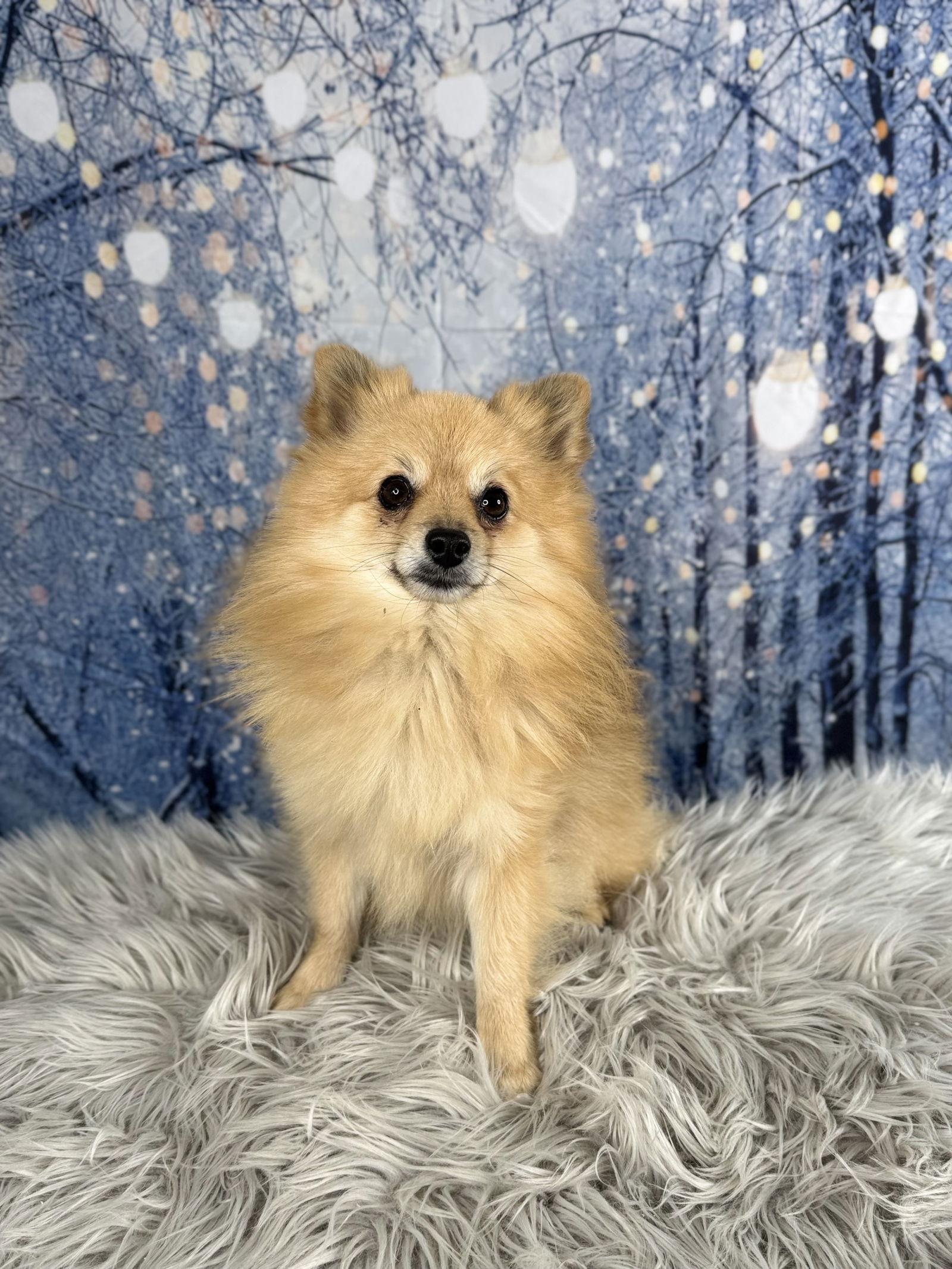 Enlarge Jingle, a Adoptable Pomeranian in Garland, TX image 2/3