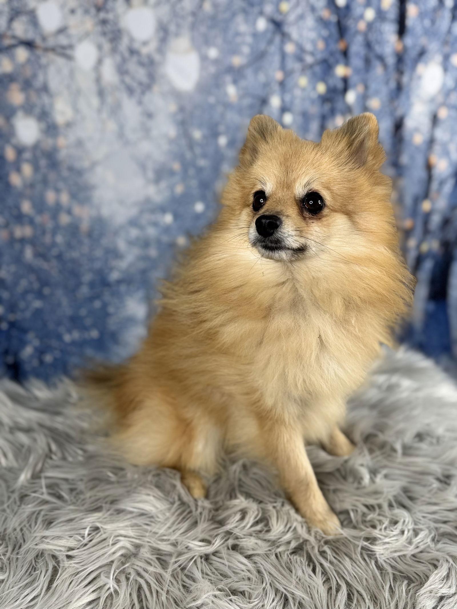 Enlarge Jingle, a Adoptable Pomeranian in Garland, TX image 3/3