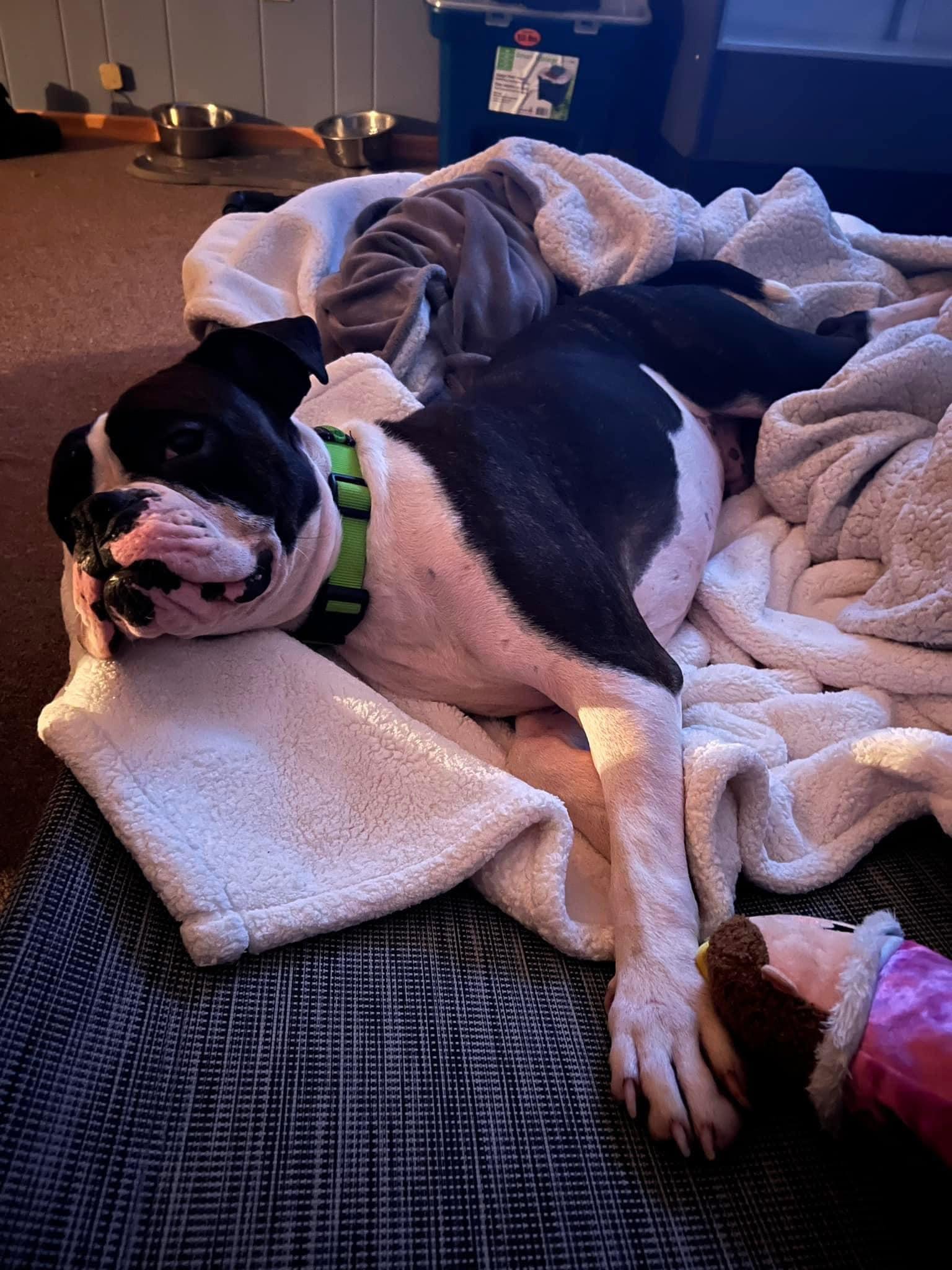 Enlarge Drago - FOSTER OR ADOPT ME!!, a Adoptable Boxer in Shakopee, MN image 1/3