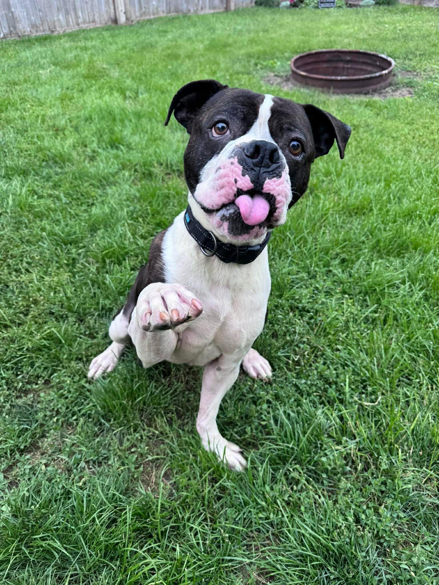 Drago - FOSTER OR ADOPT ME!!, Adoptable, Adult Male Boxer.