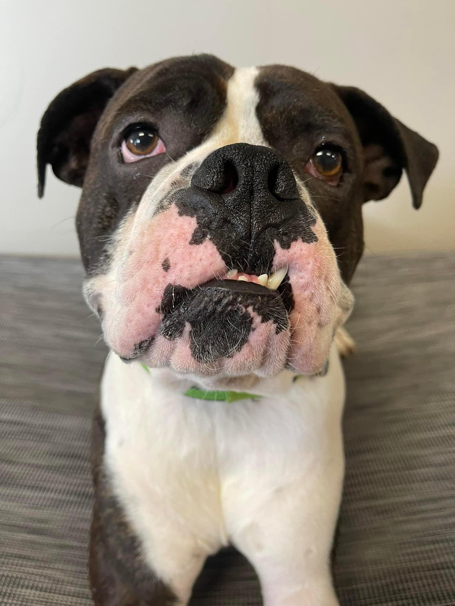 Enlarge Drago - FOSTER OR ADOPT ME!!, a Adoptable Boxer in Shakopee, MN image 1/6