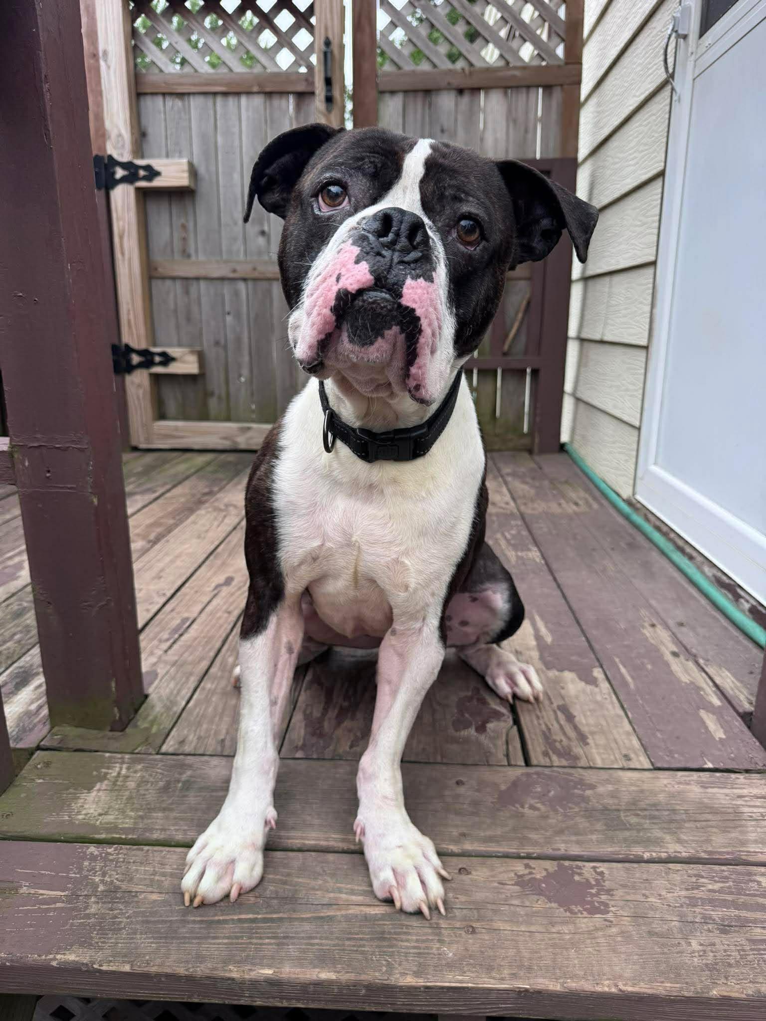 Enlarge Drago - FOSTER OR ADOPT ME!!, a Adoptable Boxer in Shakopee, MN image 2/3