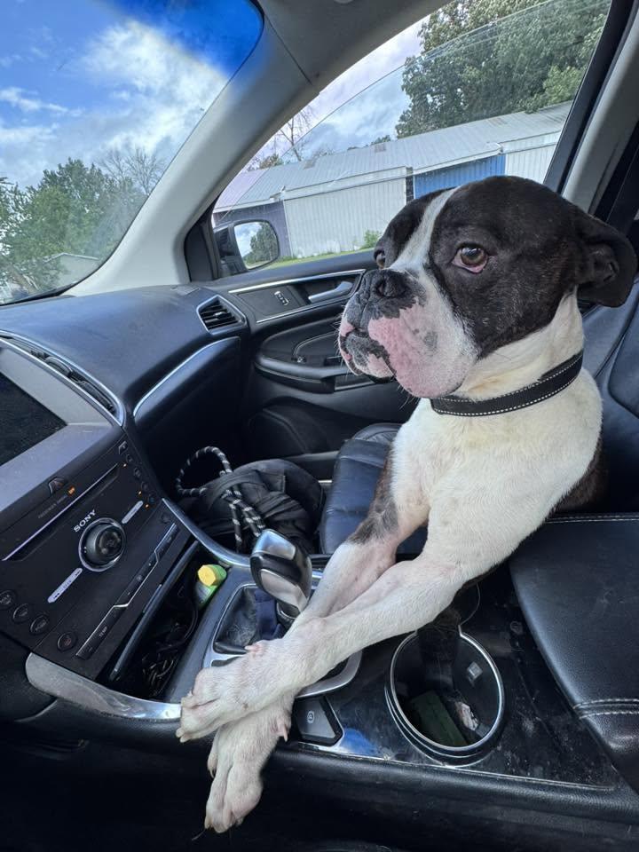 Enlarge Drago - FOSTER OR ADOPT ME!!, a Adoptable Boxer in Shakopee, MN image 3/3