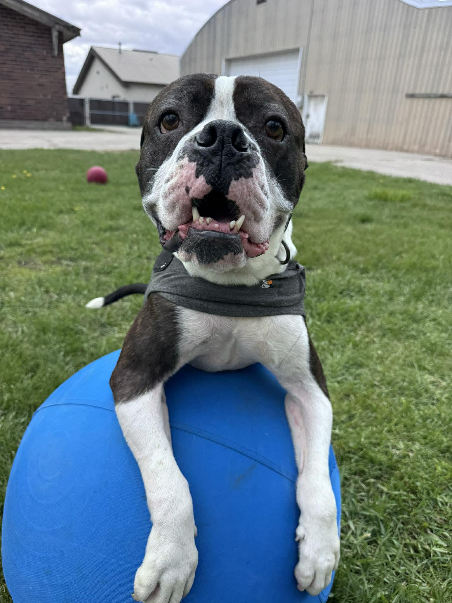 Drago - FOSTER OR ADOPT ME!!, a Adoptable Boxer in Shakopee, MN image 3/3